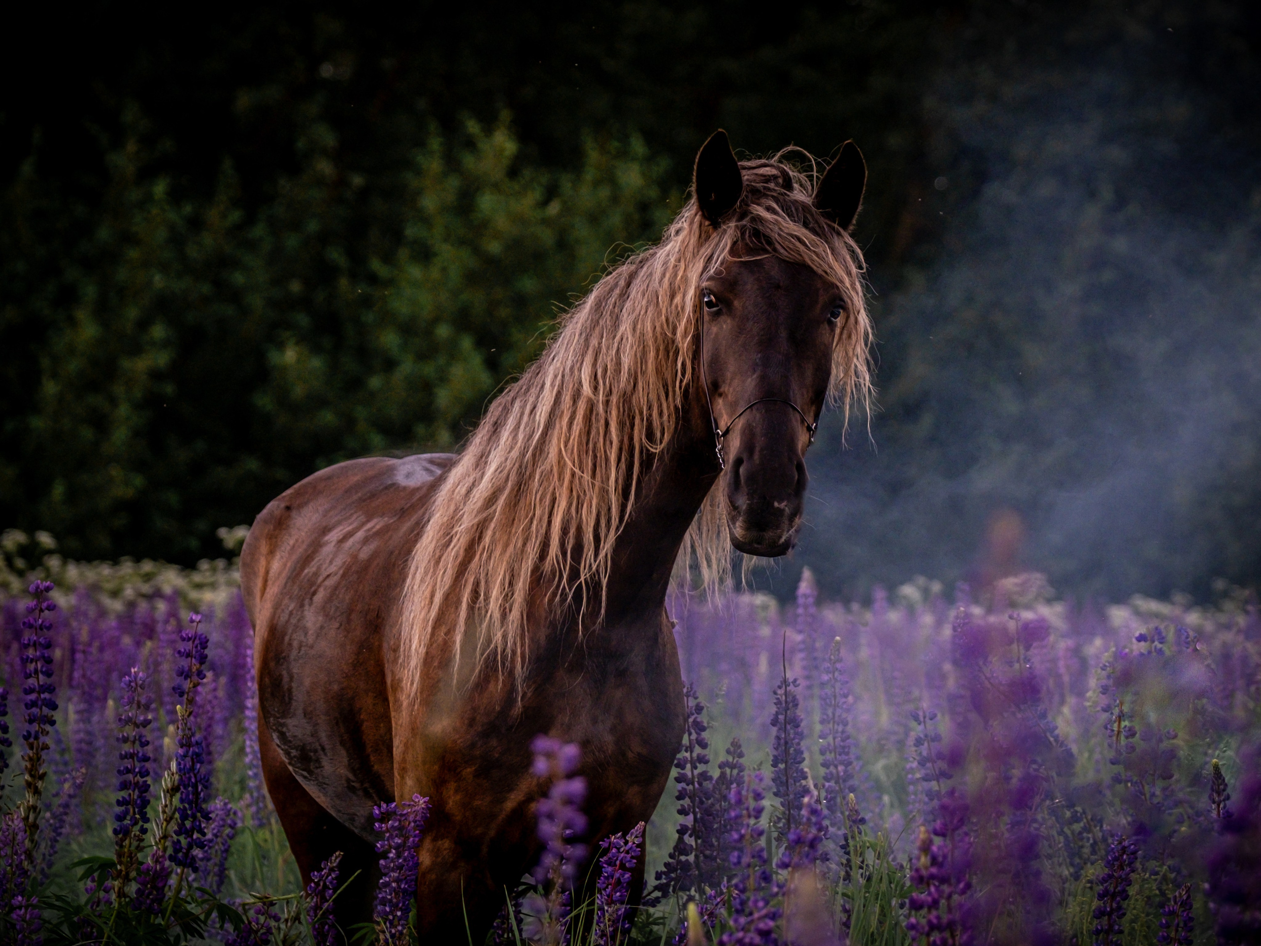 Аванпост, конное ранчо. Зоофотограф, фотограф животных в Москве и области Дина Дамоцева