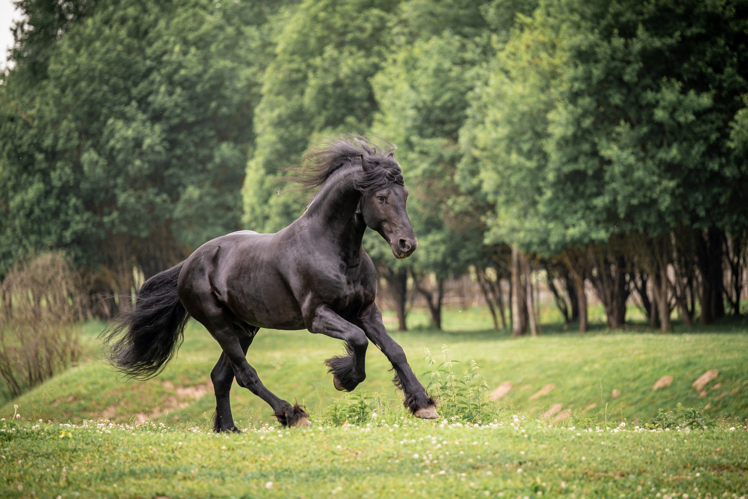 Жеребец фризской породы. Зоофотограф, фотограф животных в Москве и области Дина Дамоцева