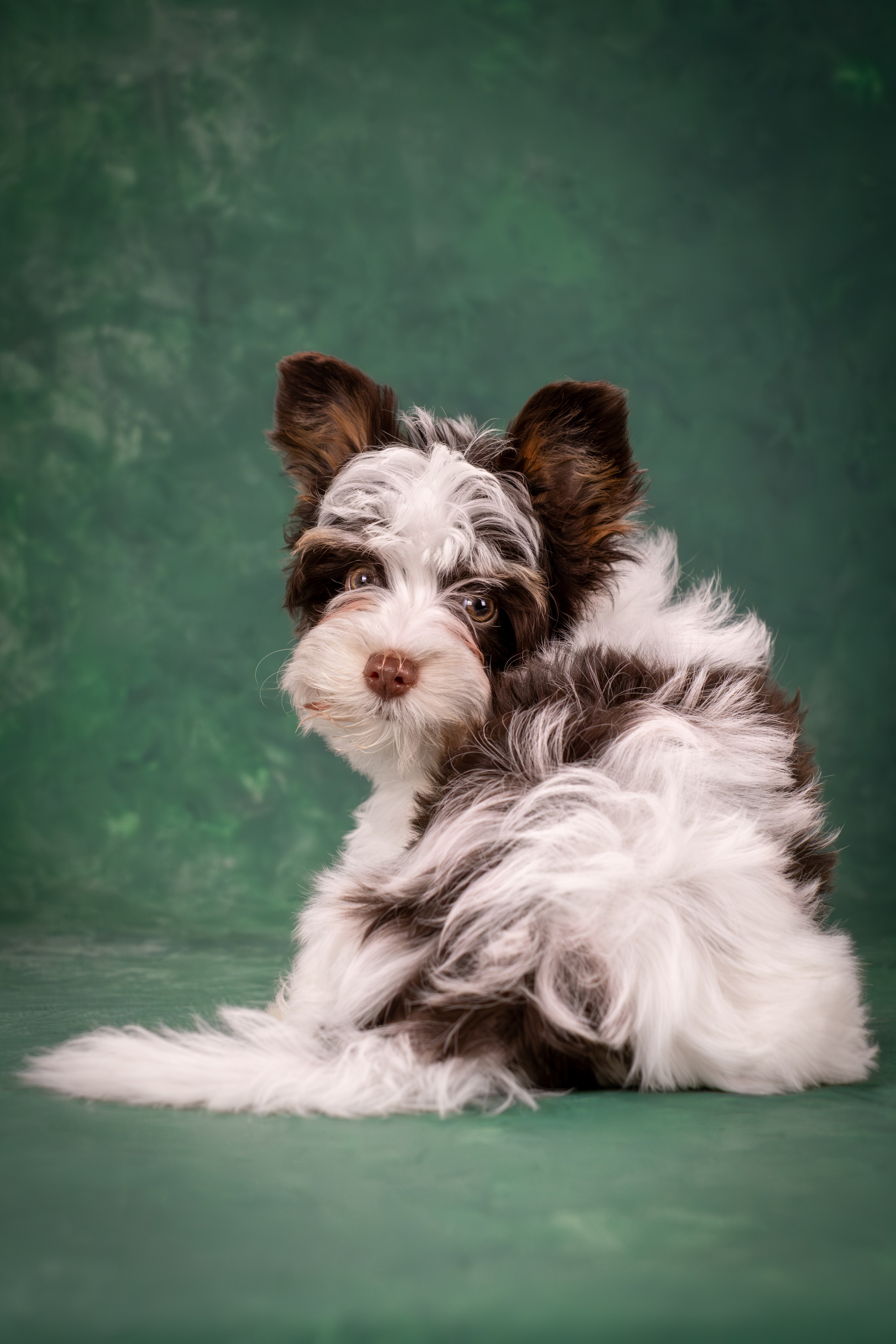 Сказочные биверы для Светланы. Зоофотограф, фотограф животных в Москве и области Дина Дамоцева