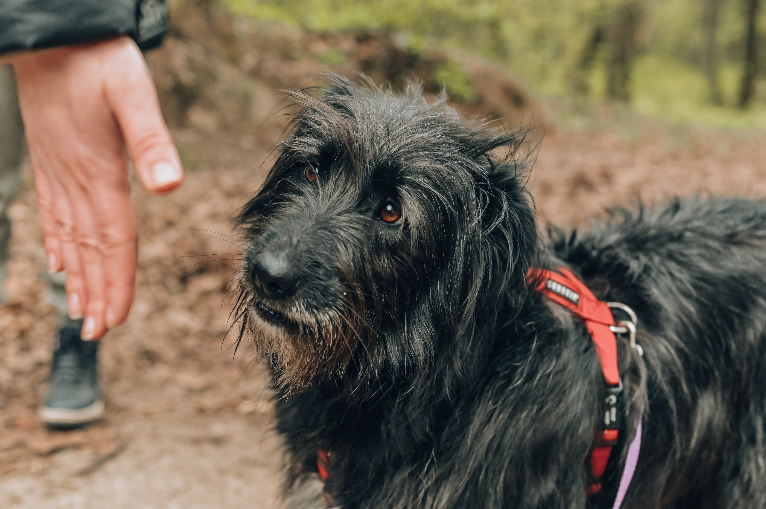 Занятие с кинологом. Семейный и репортажный фотограф в Москве Анастасия Трубкина
