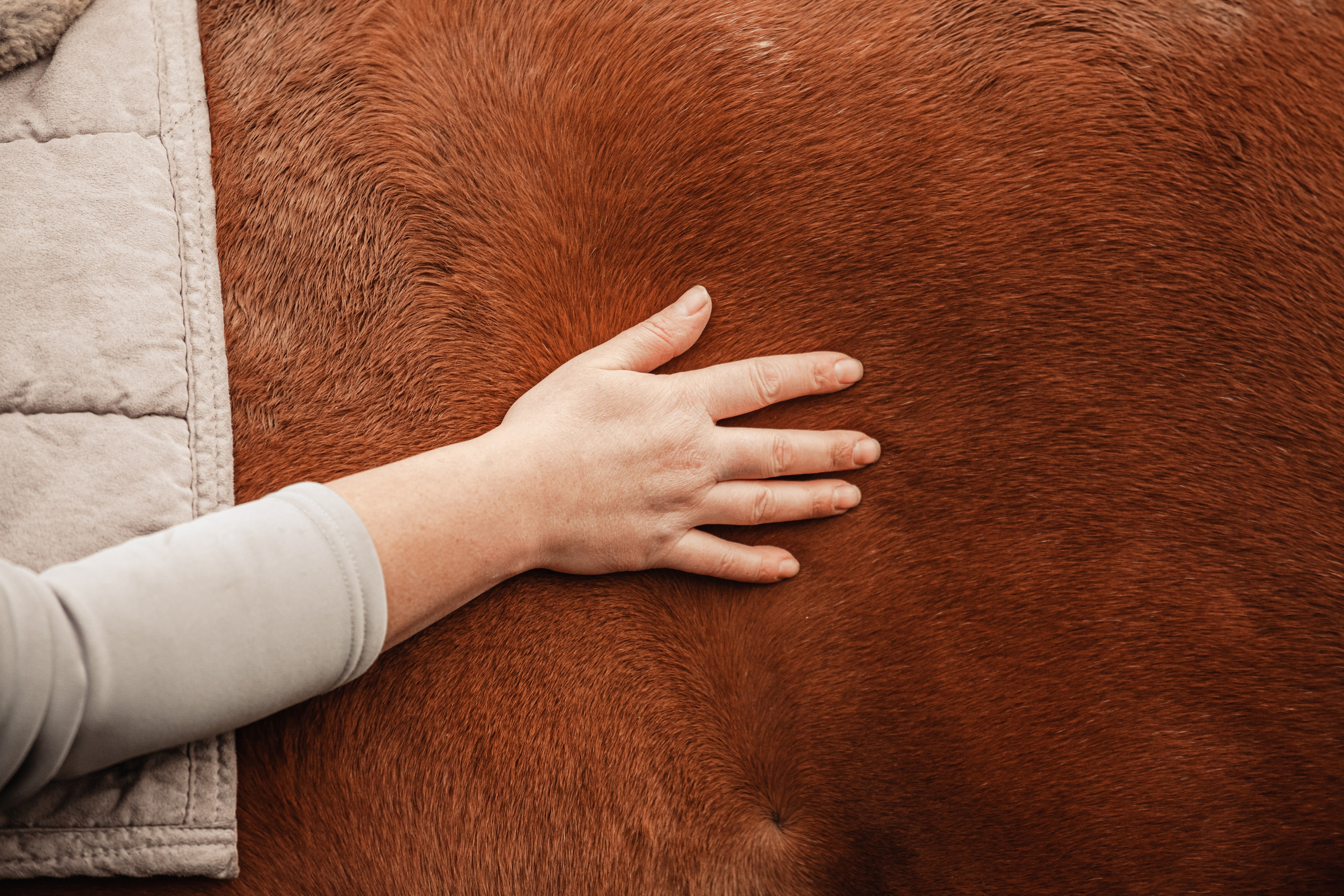 Лена и Рэджи. Фотограф-анималист Татьяна Степанова