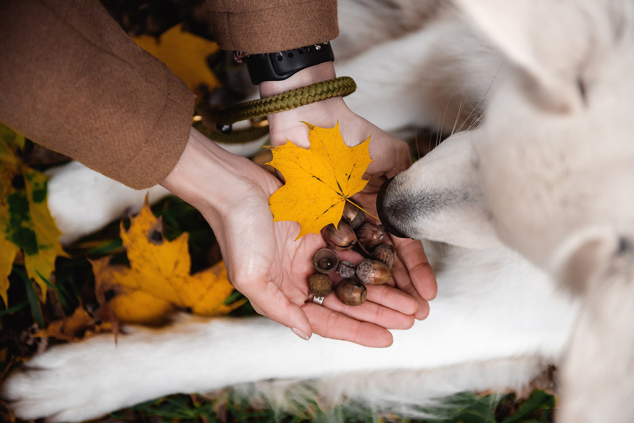 Катя и Джек. Семейный Фотограф в Москве Ирина Хохлова