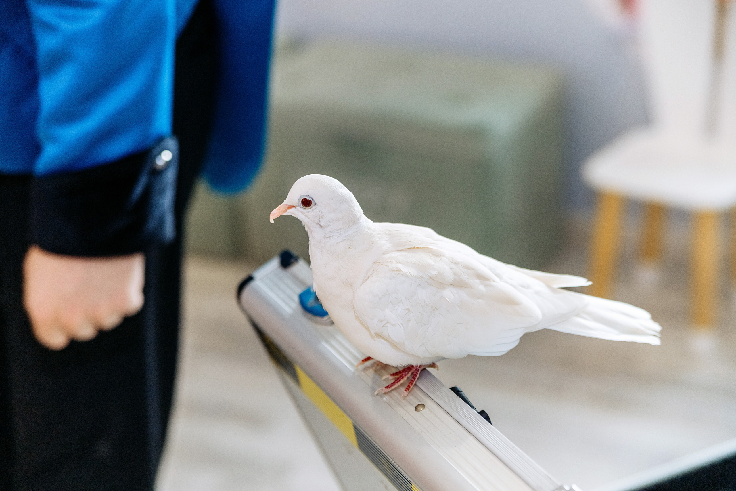 Лизе 5 лет!. Elena Sova — семейный и женский фотограф в Санкт-Петербурге