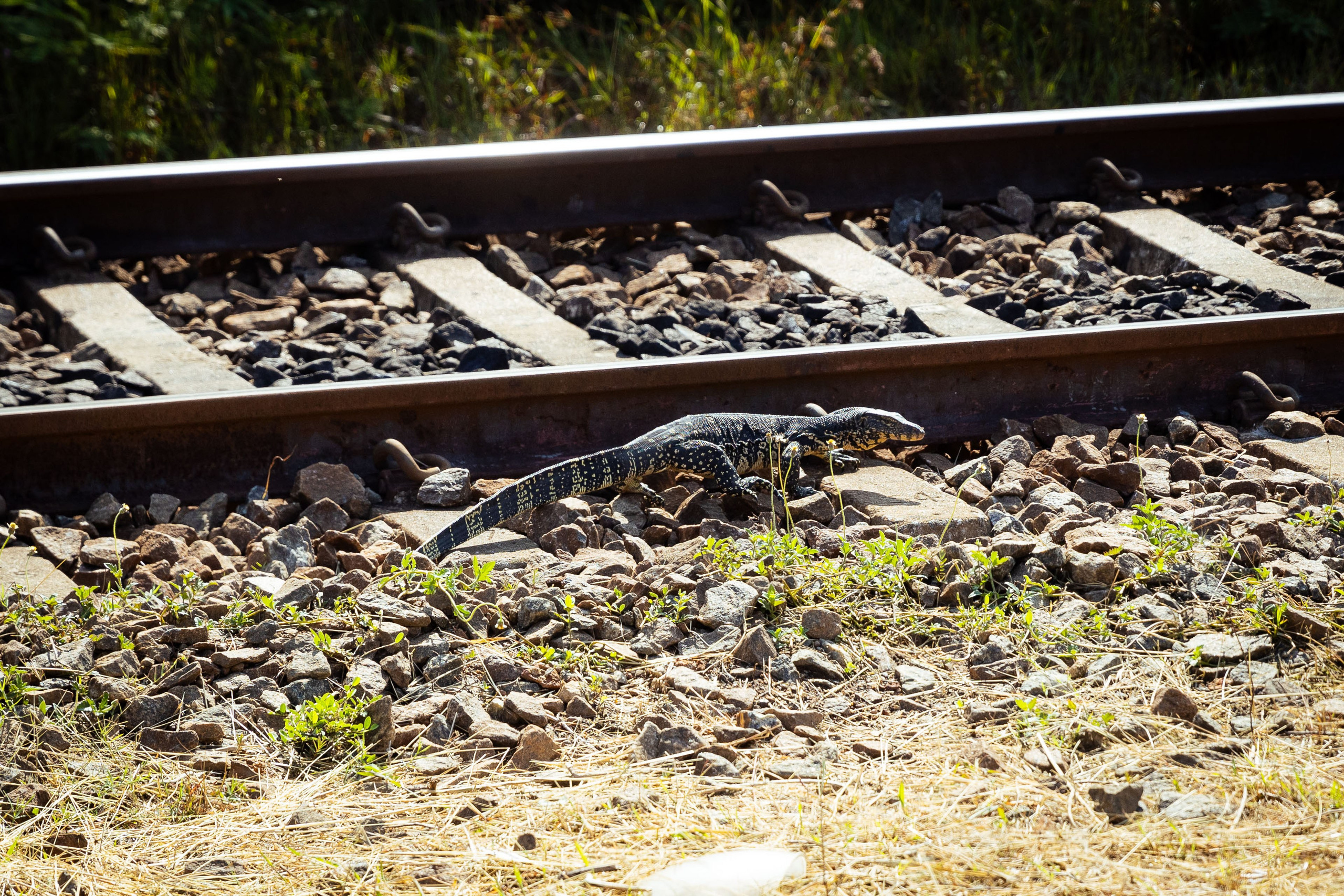 Шри-Ланка (весна 2024). Фотограф Виноградов Константин