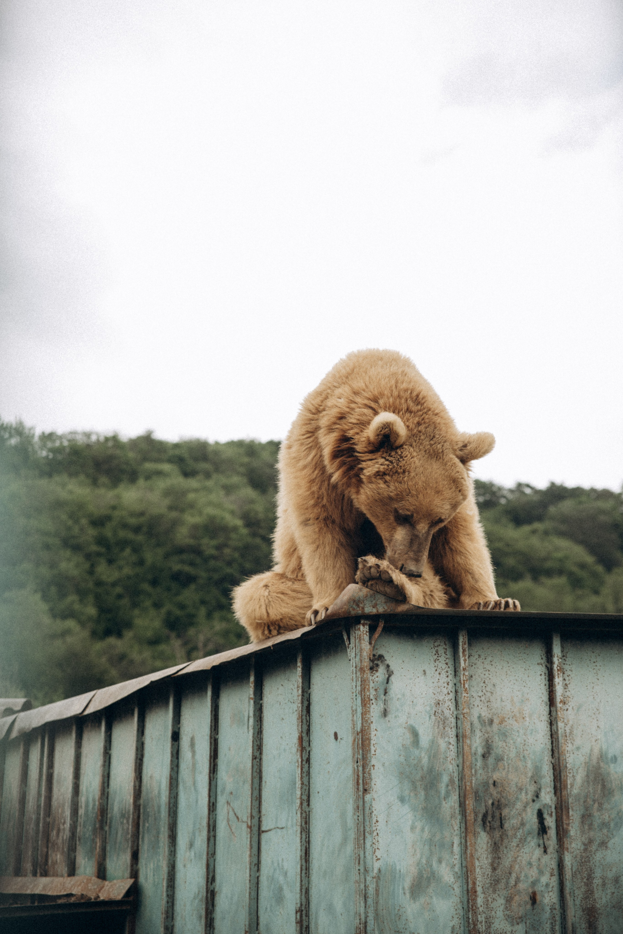 Медвежий приют, Мамкода, Грузия 🇬🇪 «Honey Trip». Anita_photo