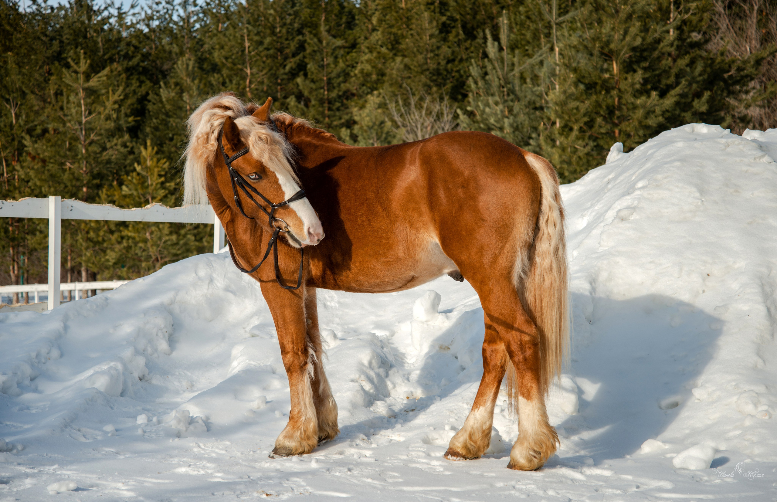Лошади. Конный фотограф в Саратове Юлия Иванова