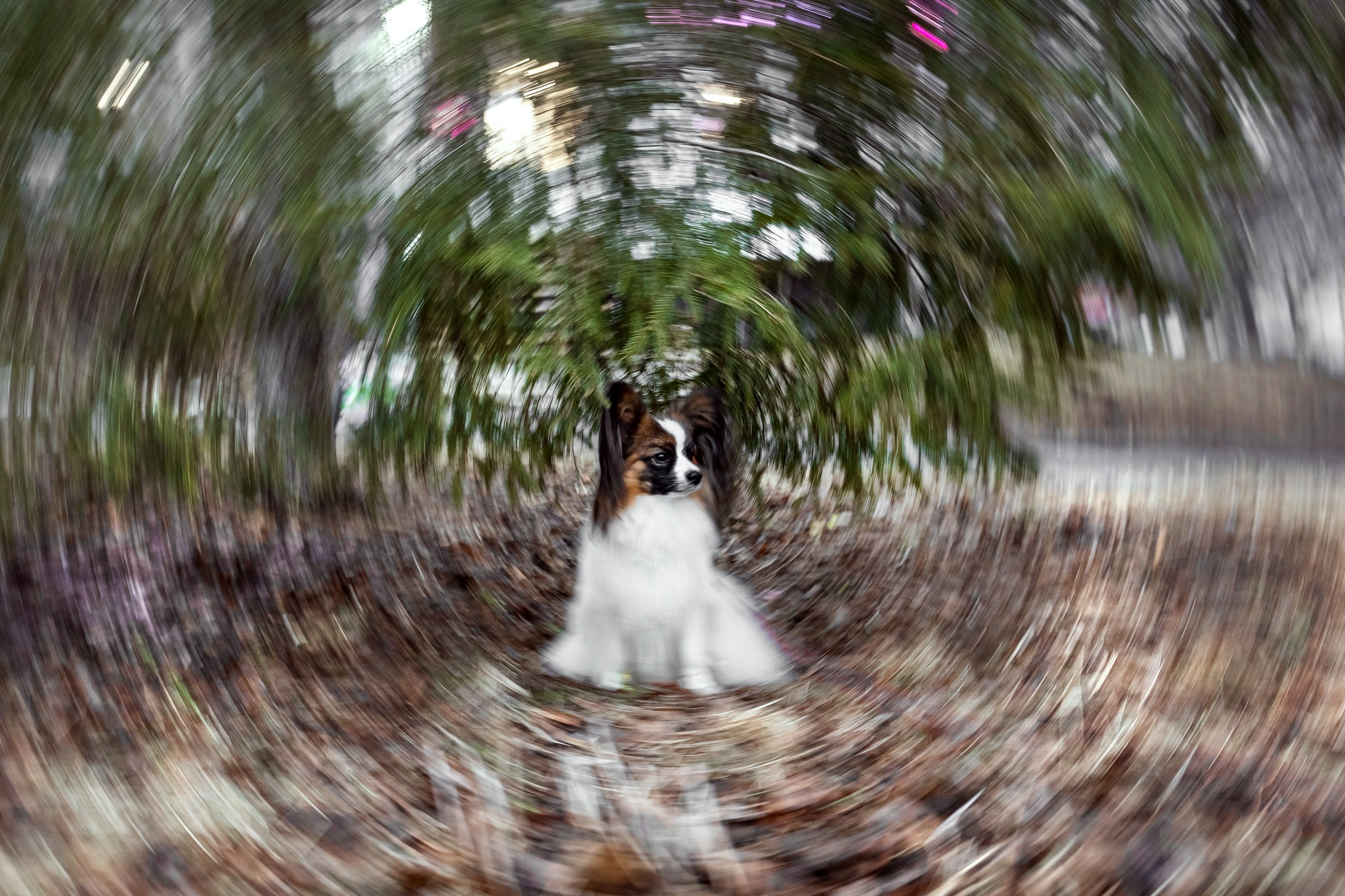 Хьюстон. Фотограф анималист Аня Ливанова | Рыбинск