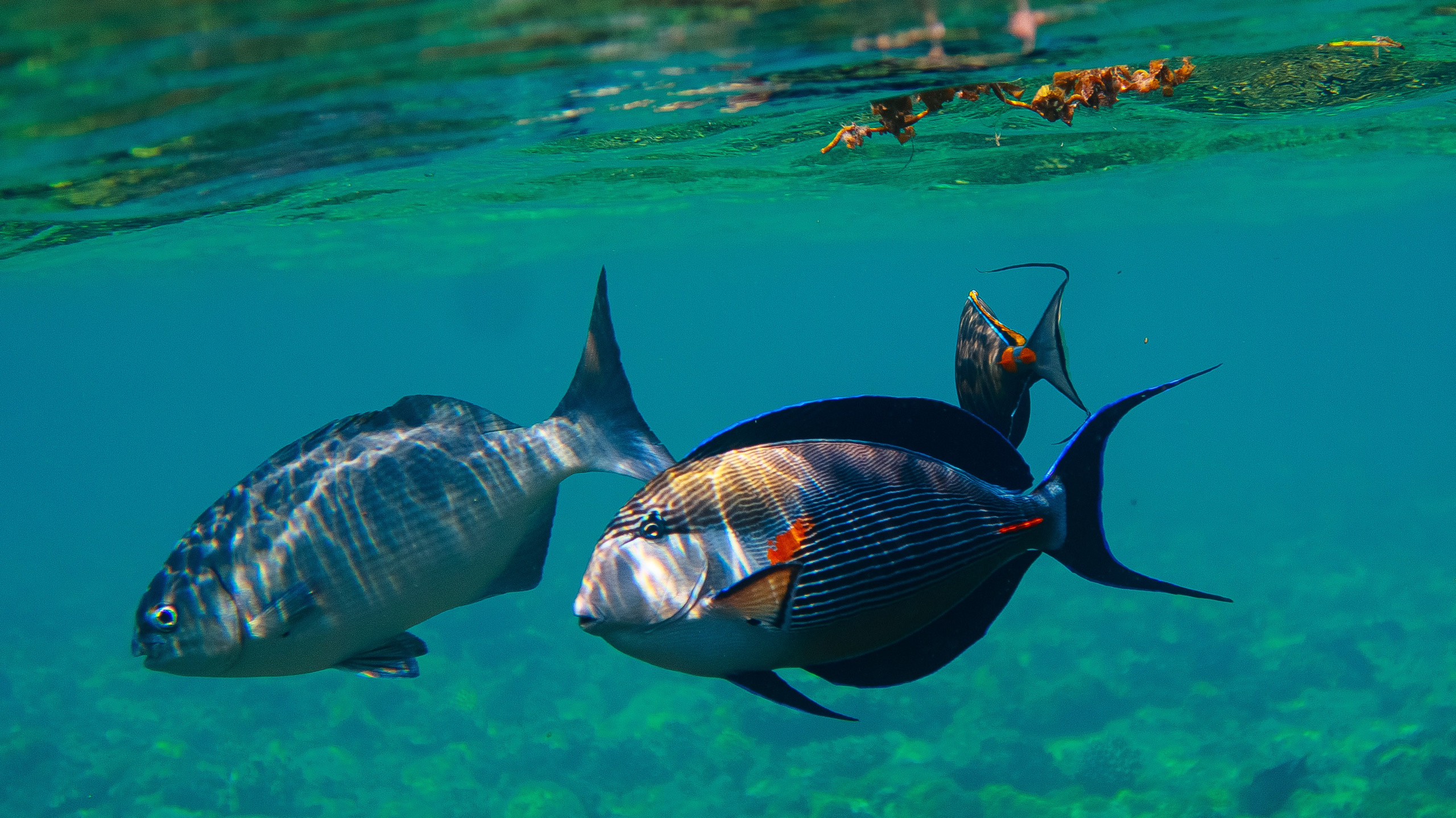 Fish. Фотограф Светлана Голицына