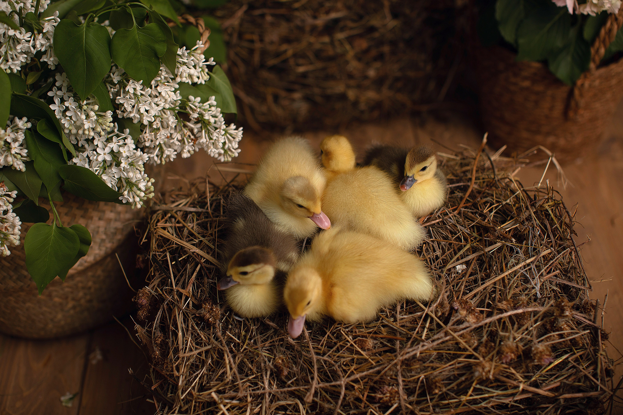 Тематические съемки. Фотограф новорожденных