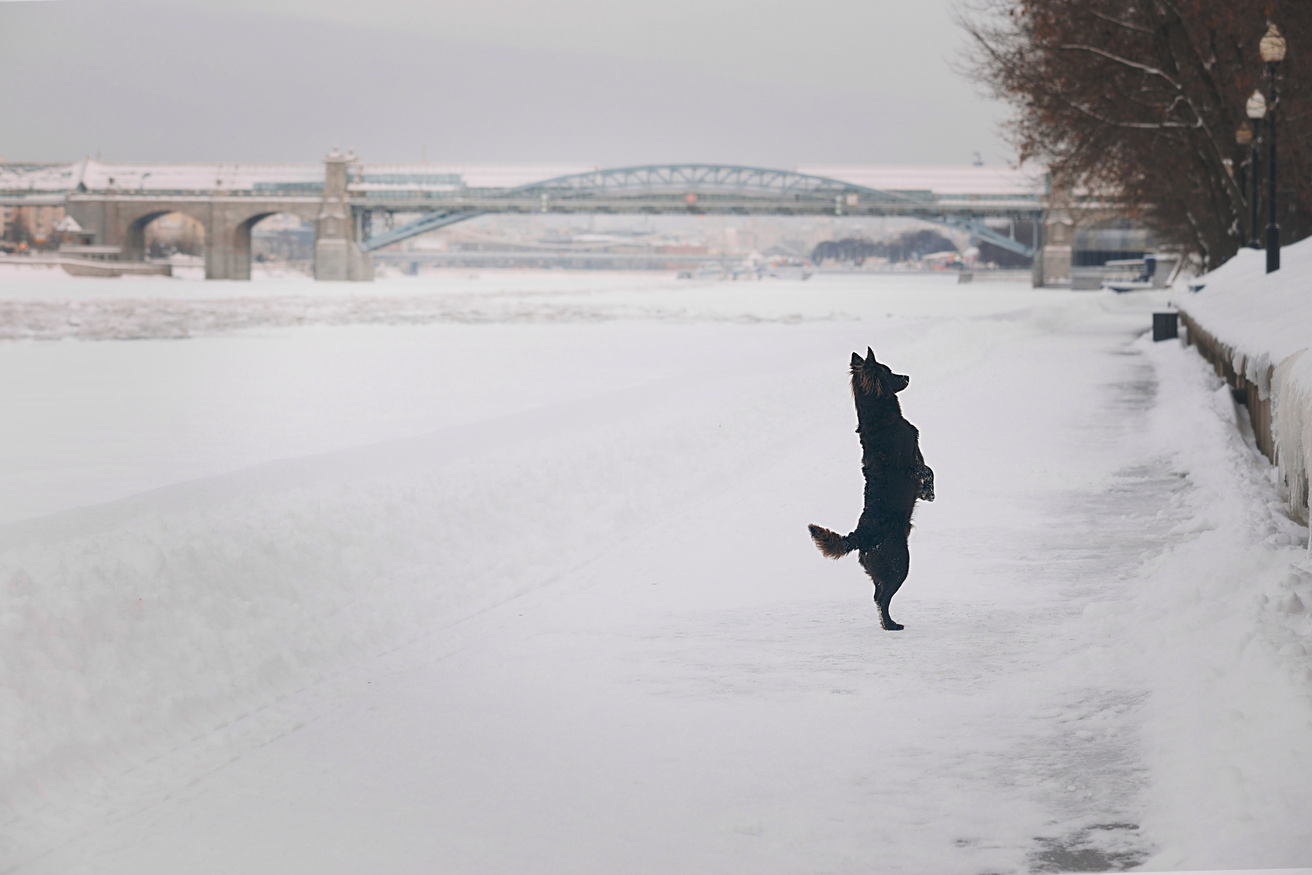Соня и Персей в Нескучном саду. Фотограф анималист Кристина Карпова, Москва