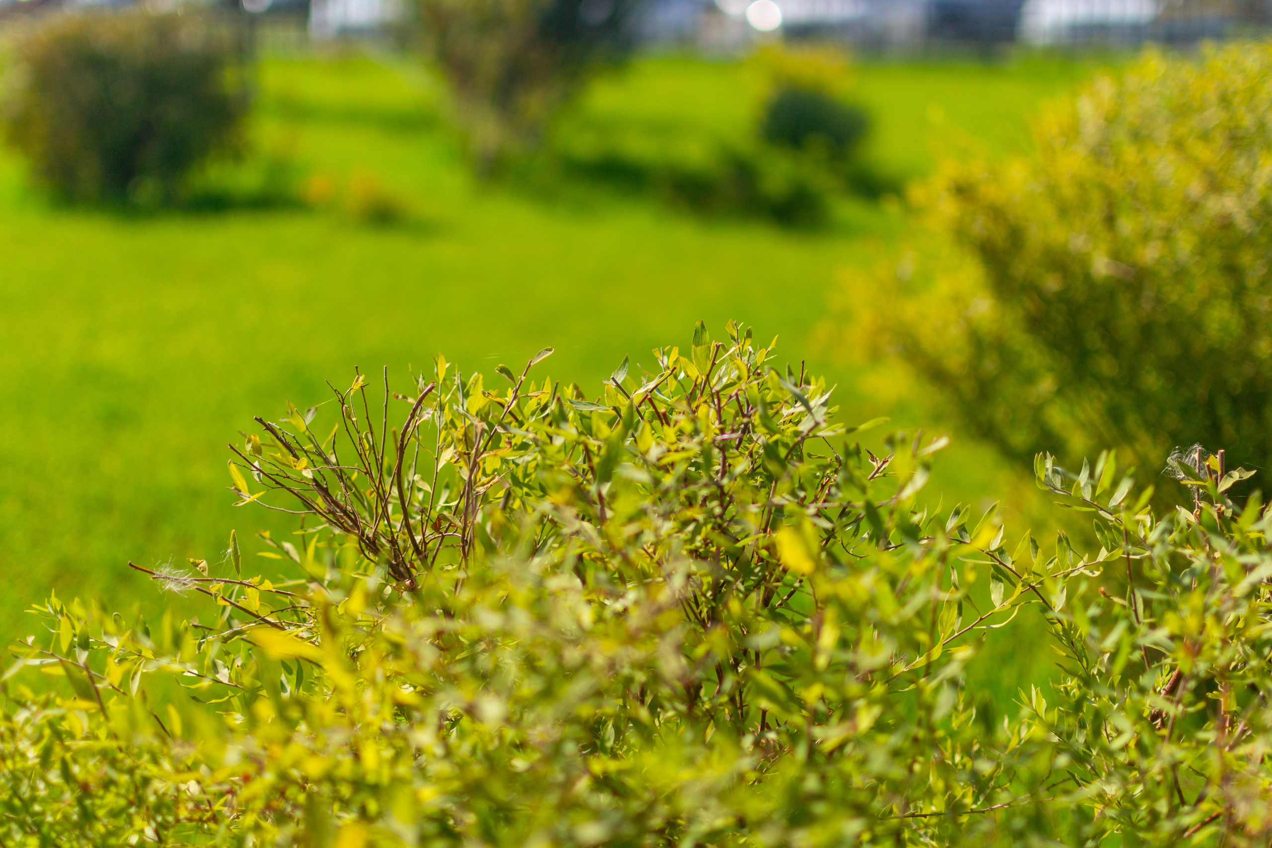 Тульская областная онкологическая больница (лето-цветы, NIKON D3100 35 мм F1,8)). Фотограф в Туле Крупский АнДРей. Фотостудия «КАДР71» в Туле