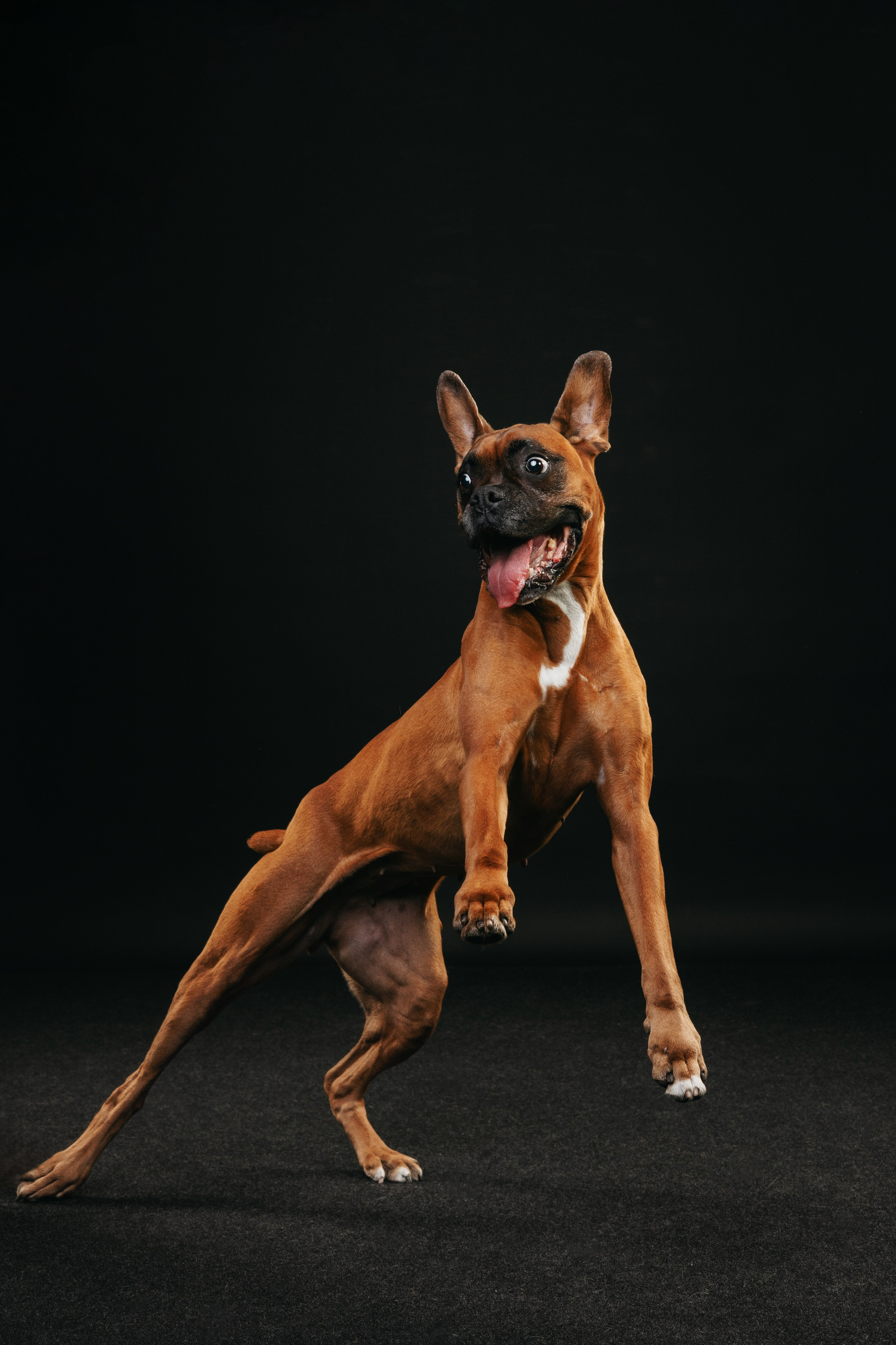 Боксер Челси. Фотограф анималист Осипчикова Мария