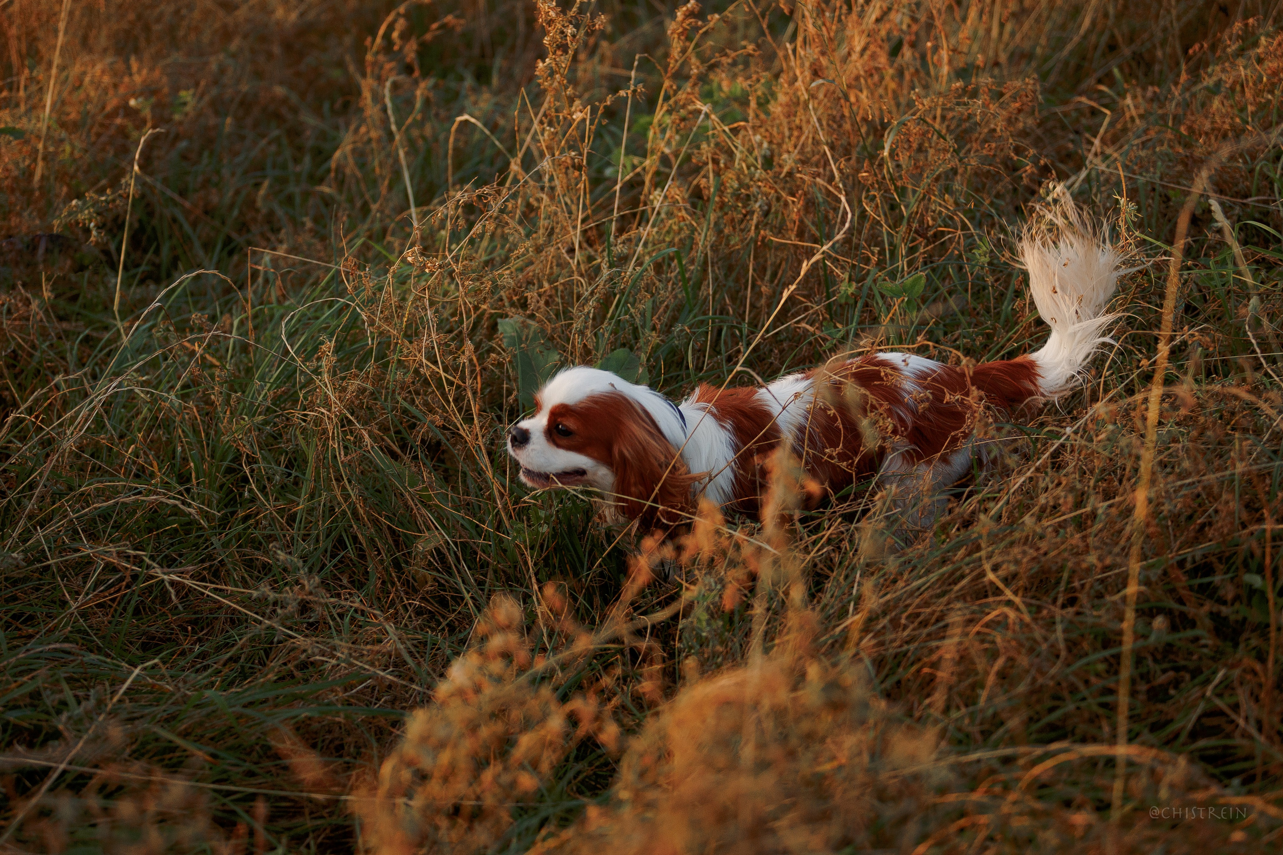 Октябрьский закат в полях. Алина и Лео. Фотограф-анималист Наталия Чистюхина в г. Сосновый Бор и ЛО