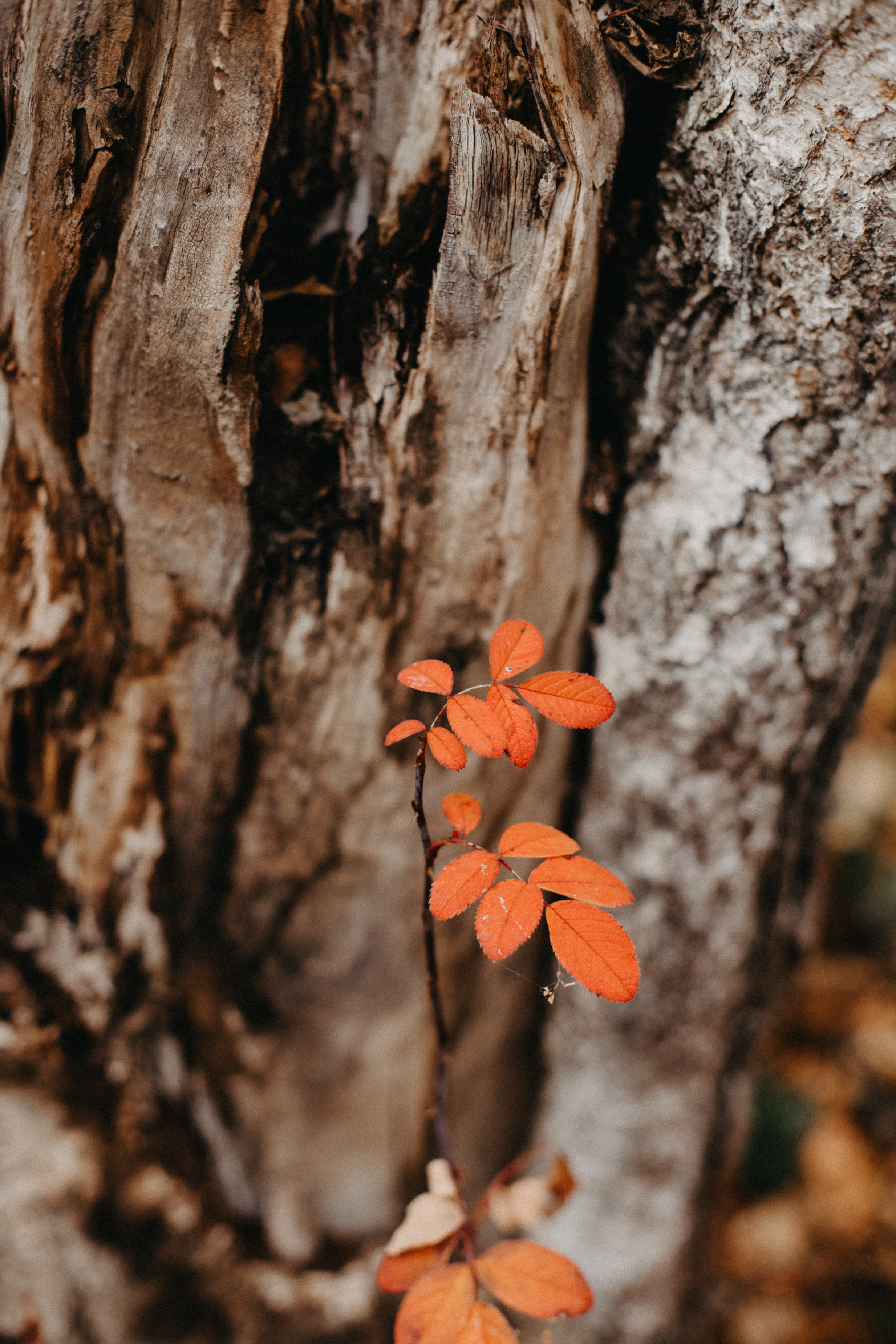 Семь Братьев. Семейный фотограф Трусова Евгения в Екатеринбурге