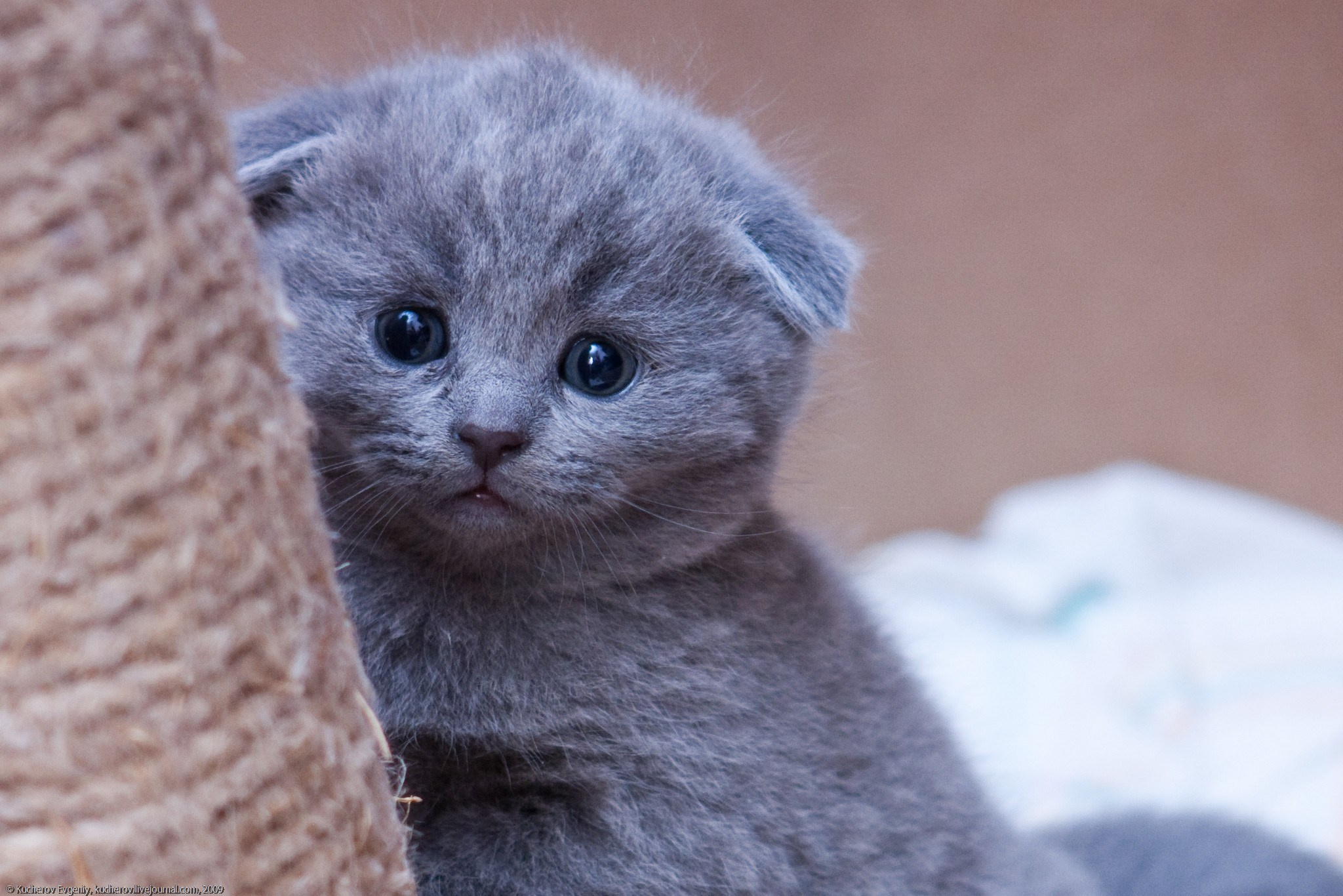 Котята. Кучеров Евгений. Фотограф