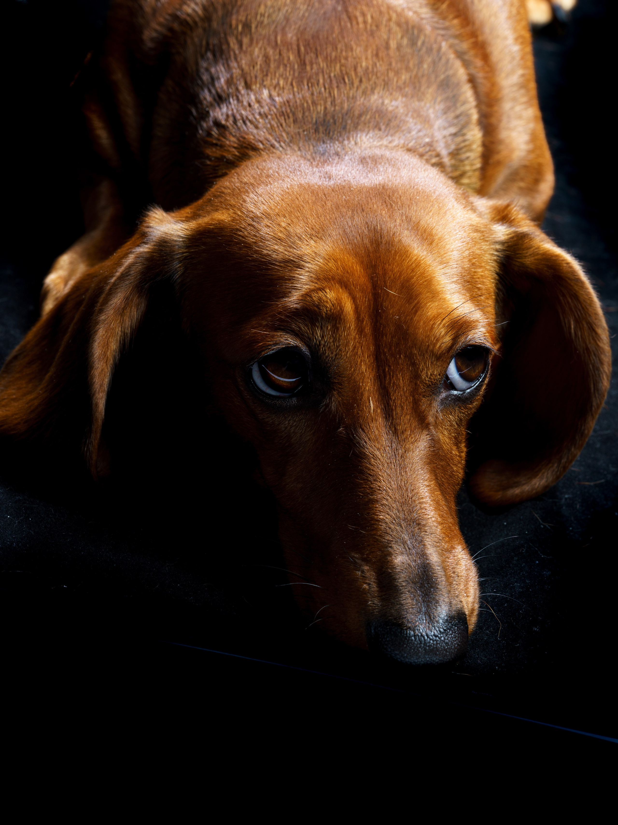 Съемки с животными. КЕД Студия-контент агентство полного цикла СПБ. Создаём фото, видео и контент, который помогает брендам и селлерам продавать больше