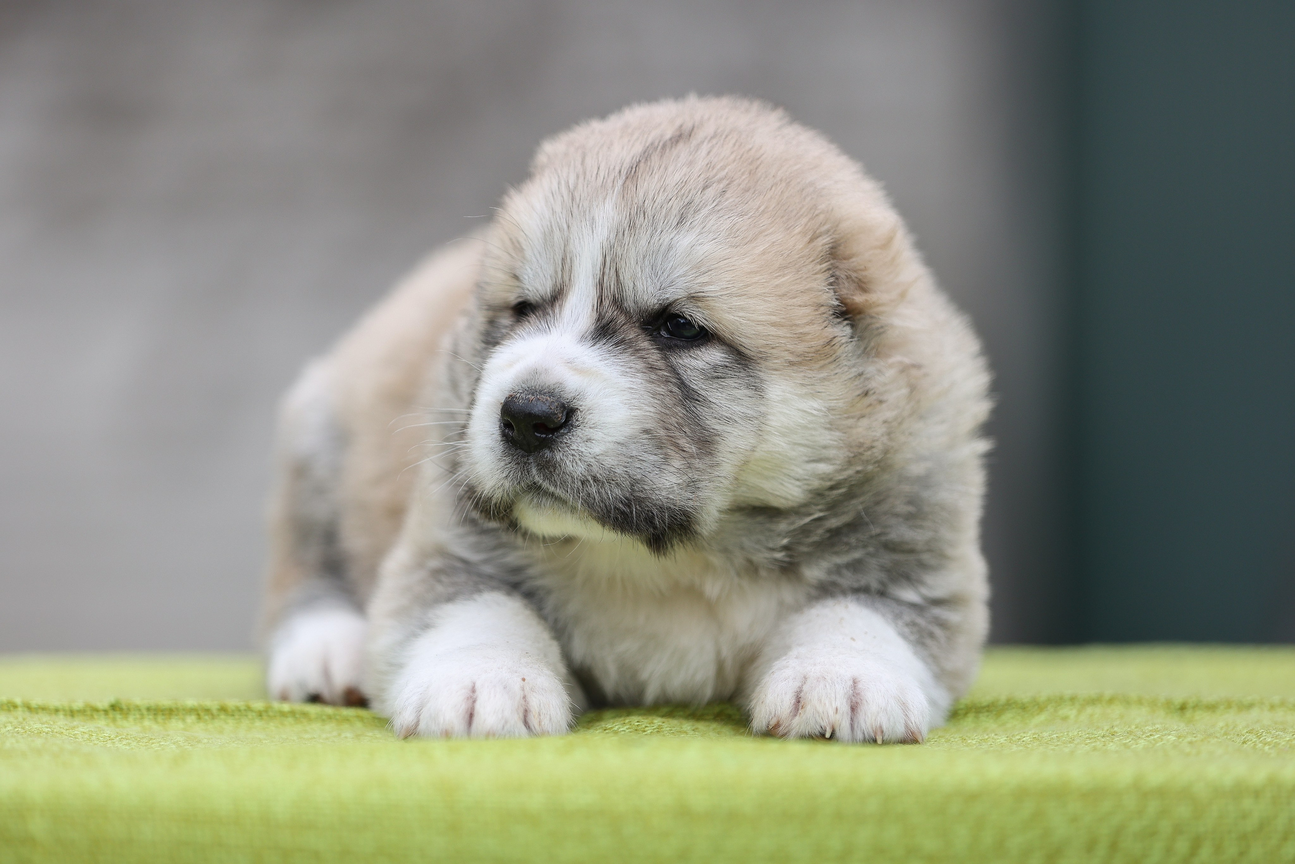 ФОТОССЕСИЯ ЩЕНКОВ. Фотограф-АниМалист Анна Абрамова