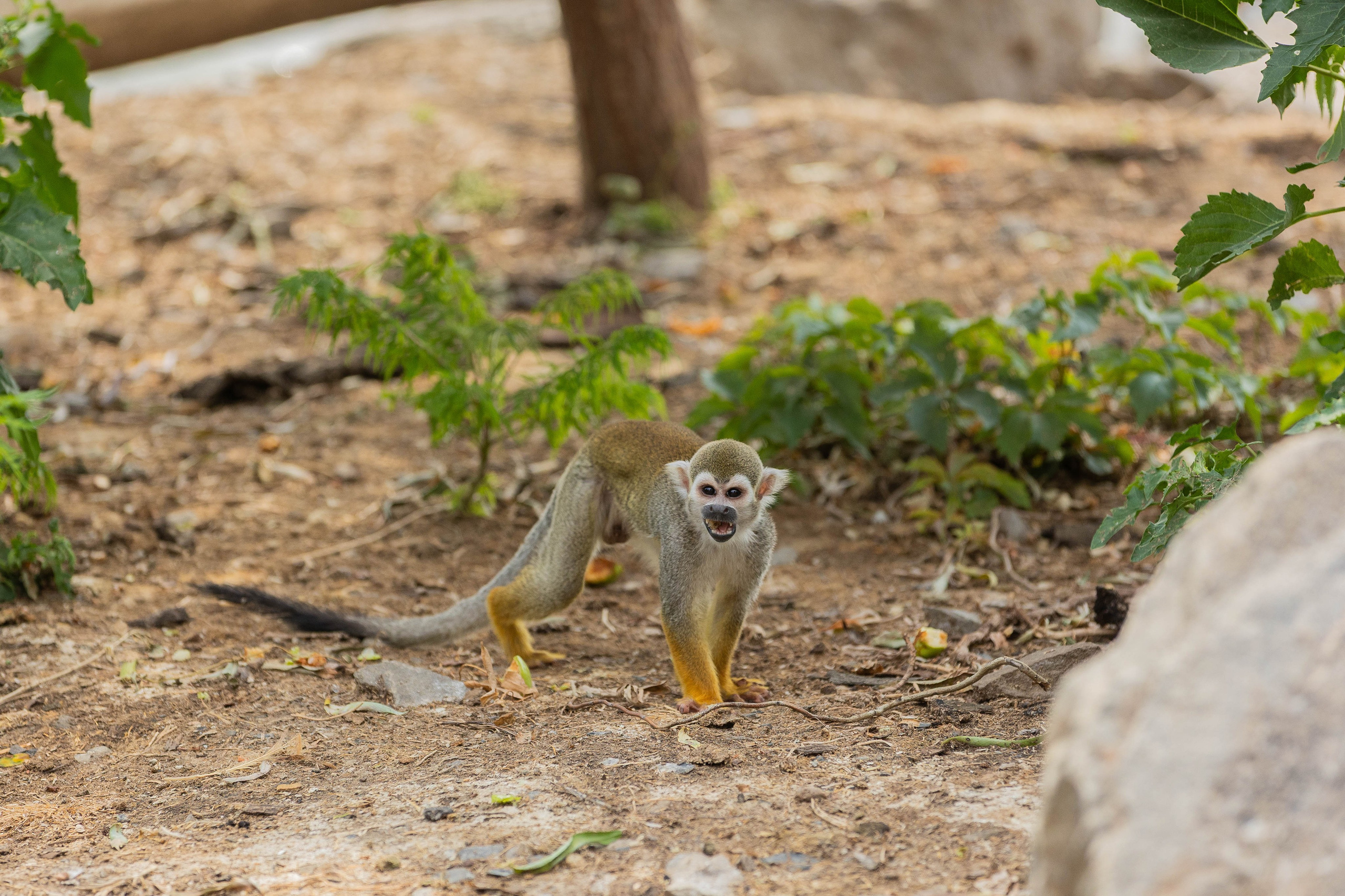 Зоопарк Малинки. Фотограф-АниМалист Анна Абрамова