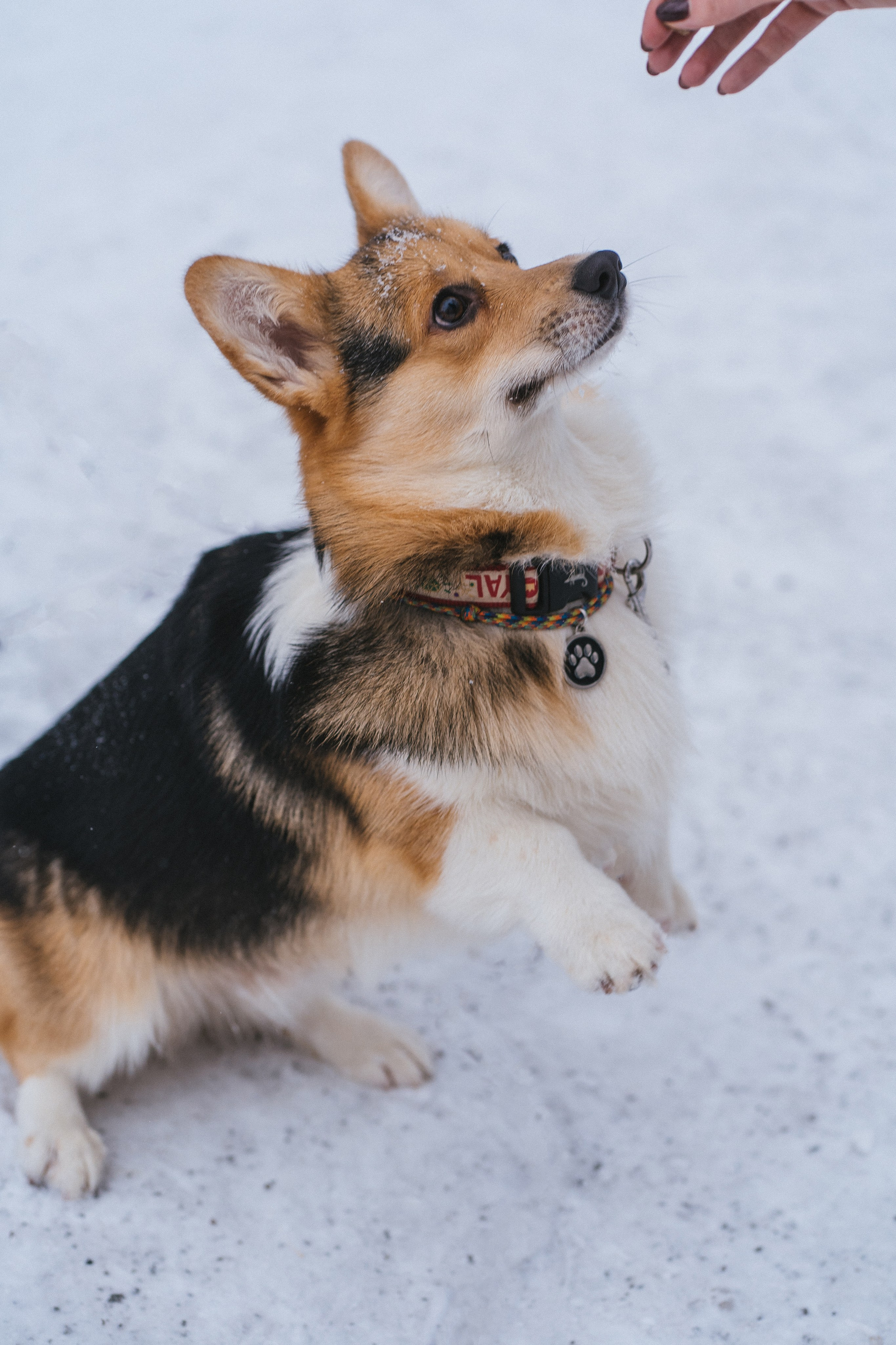 Каспер и Полина. Свадебный фотограф в Москве Анна Полушина