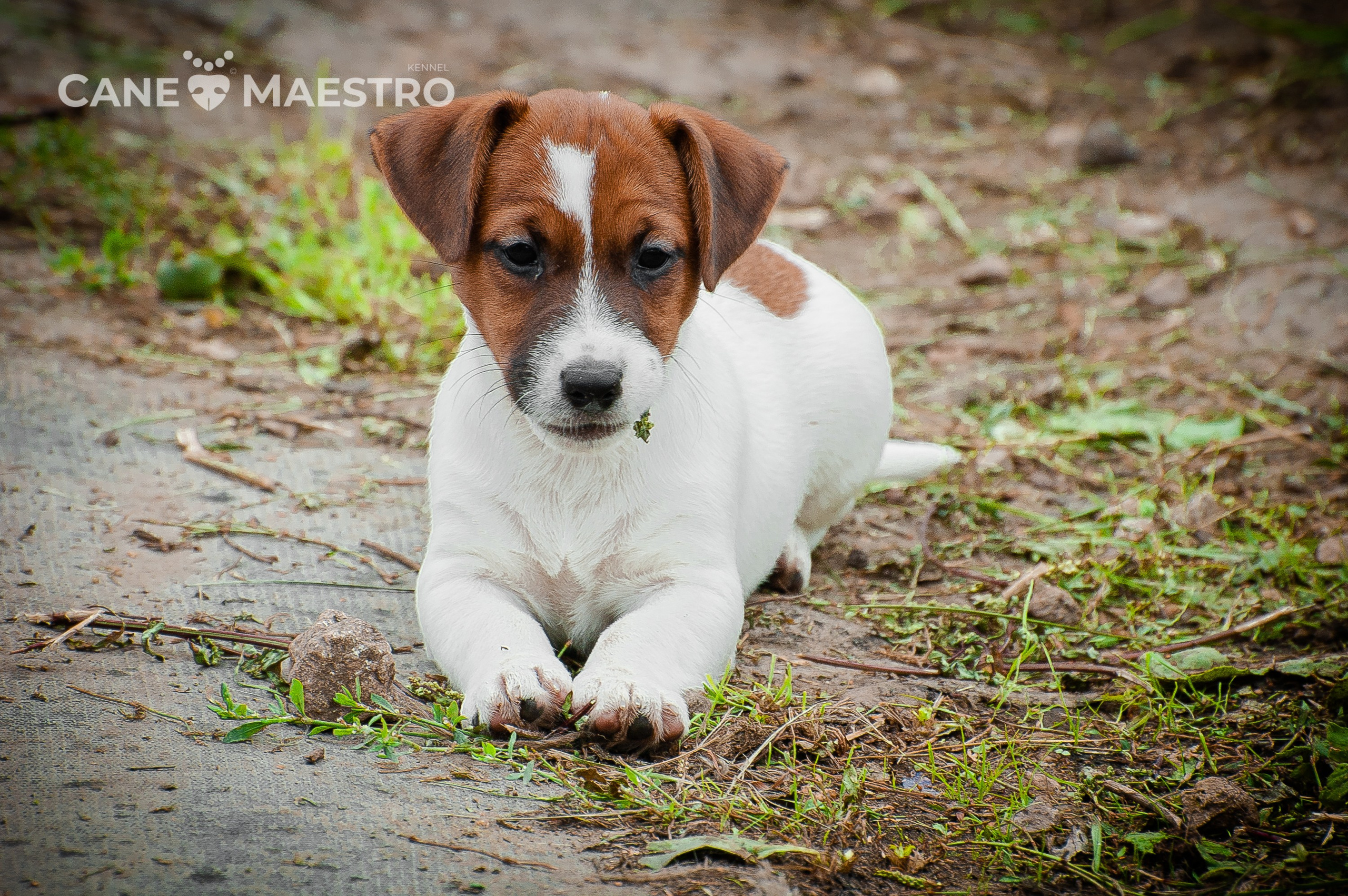 ЭМЕНТАЛЬ_КОБЕЛЬ. CANE MAESTRO — kennel Jack Russell Terrier
