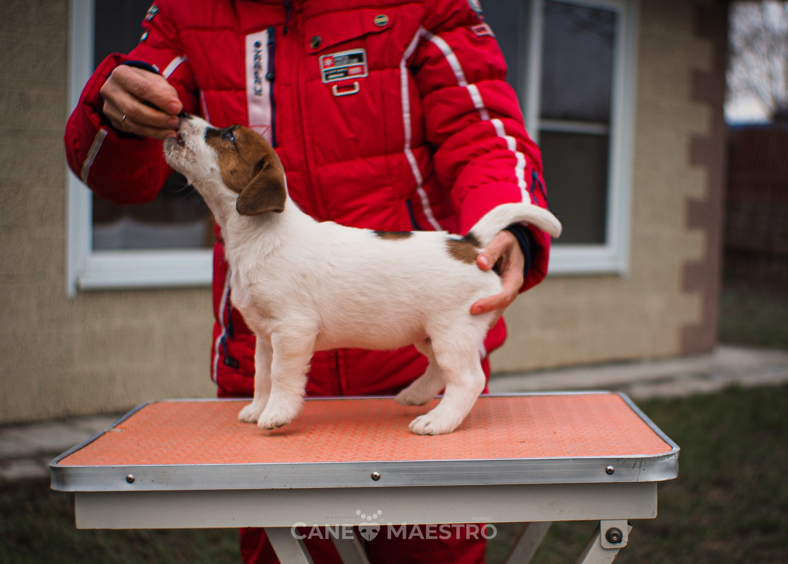 3КОБЛ_СНЕГОВИК. CANE MAESTRO — kennel Jack Russell Terrier