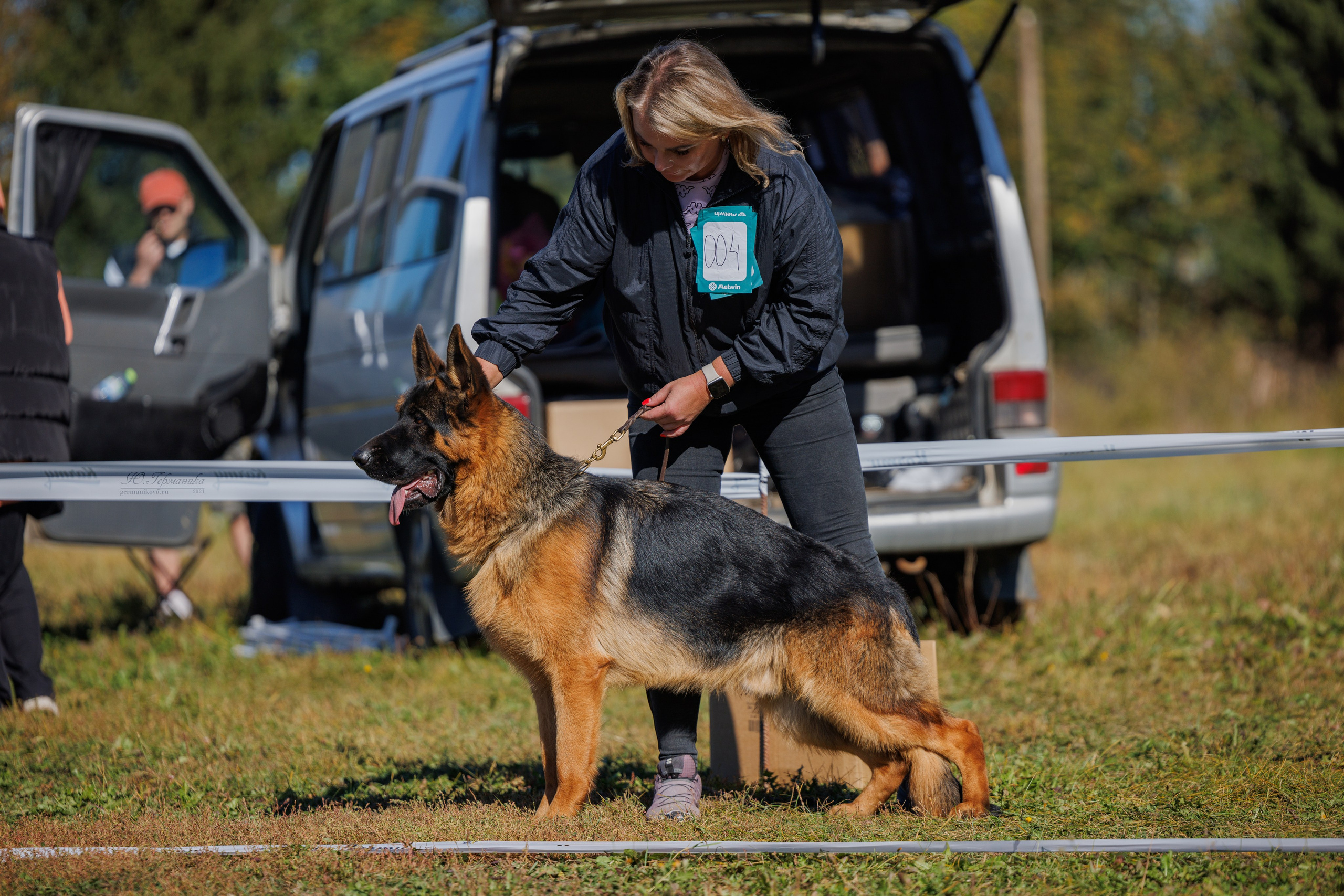Тверь немецкие овчарки 22.09.2024. Фотограф-анималист Юлия Германика