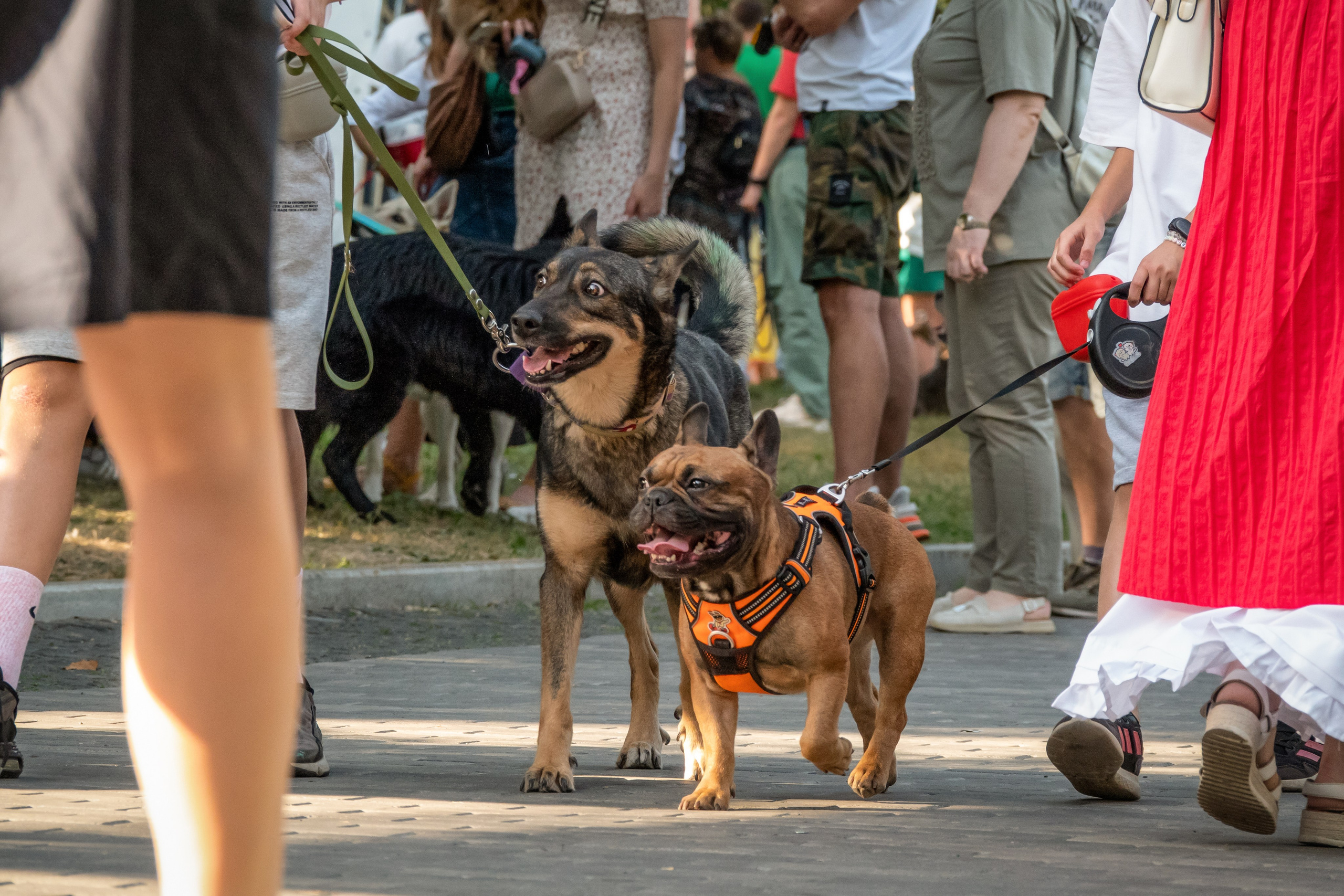 Petshop Days 2024. Фотограф-анималист в Москве Юлия Лайхо