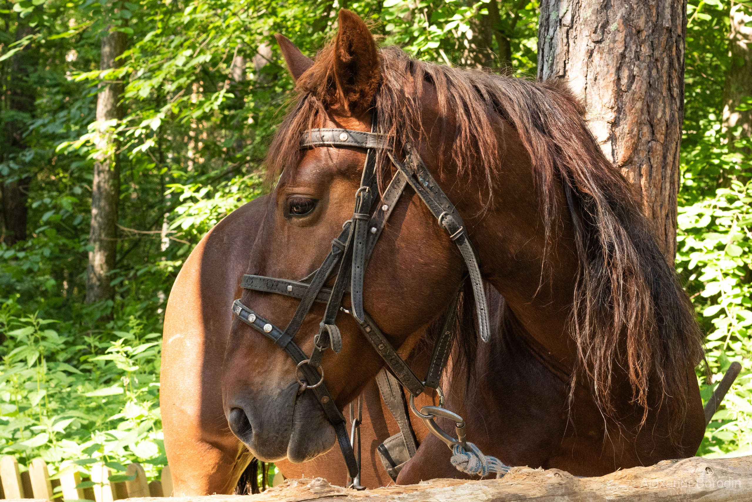 Анимализм. Профессиональный фотограф Александр Бородин