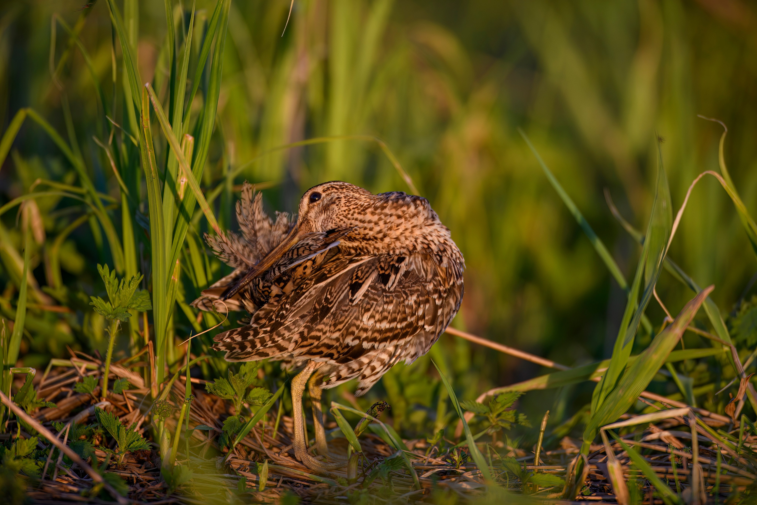 На дупелином току. Фотограф Сергей Пупонин
