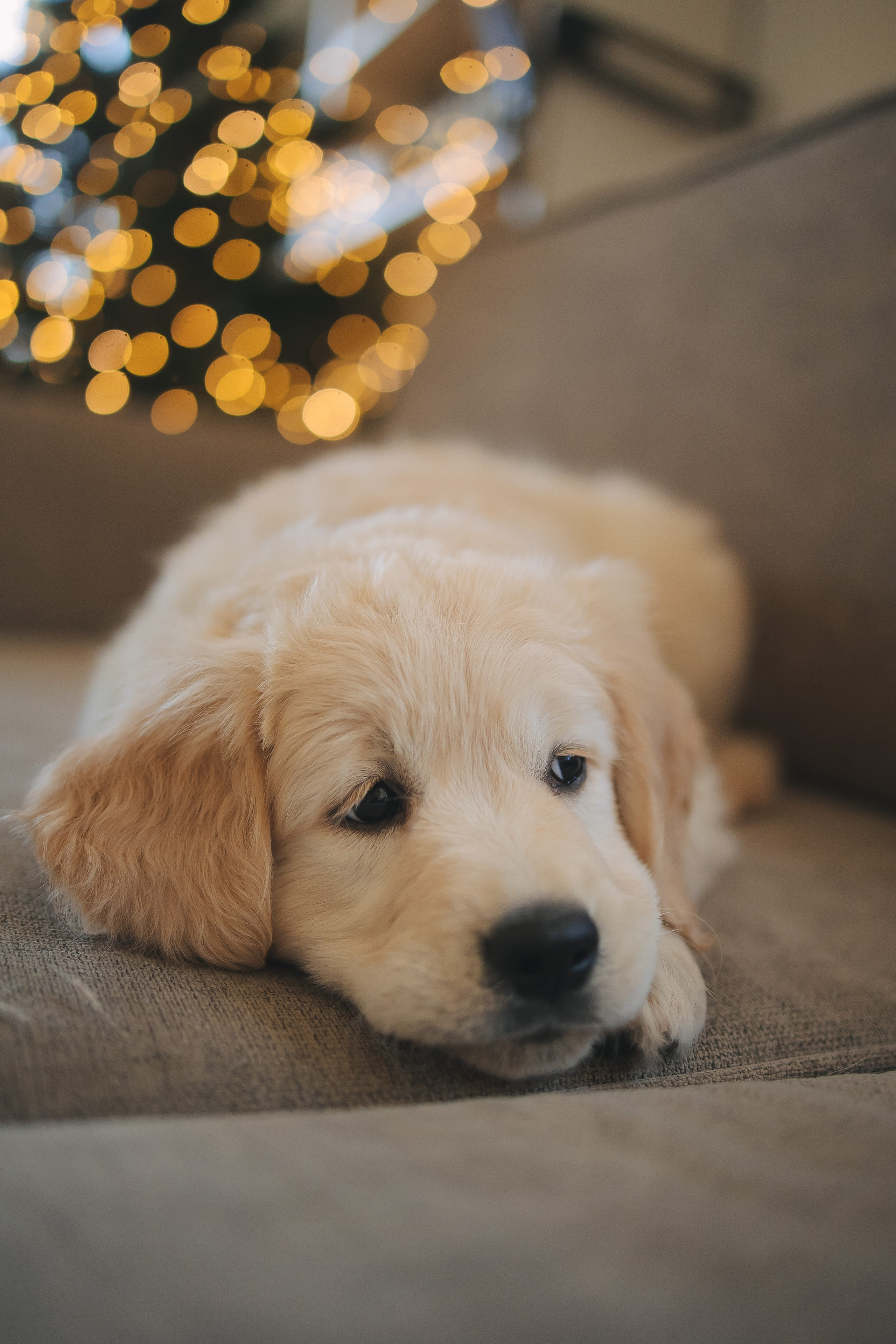 Снежик и Веста, НГ. Свадебный и женский фотограф