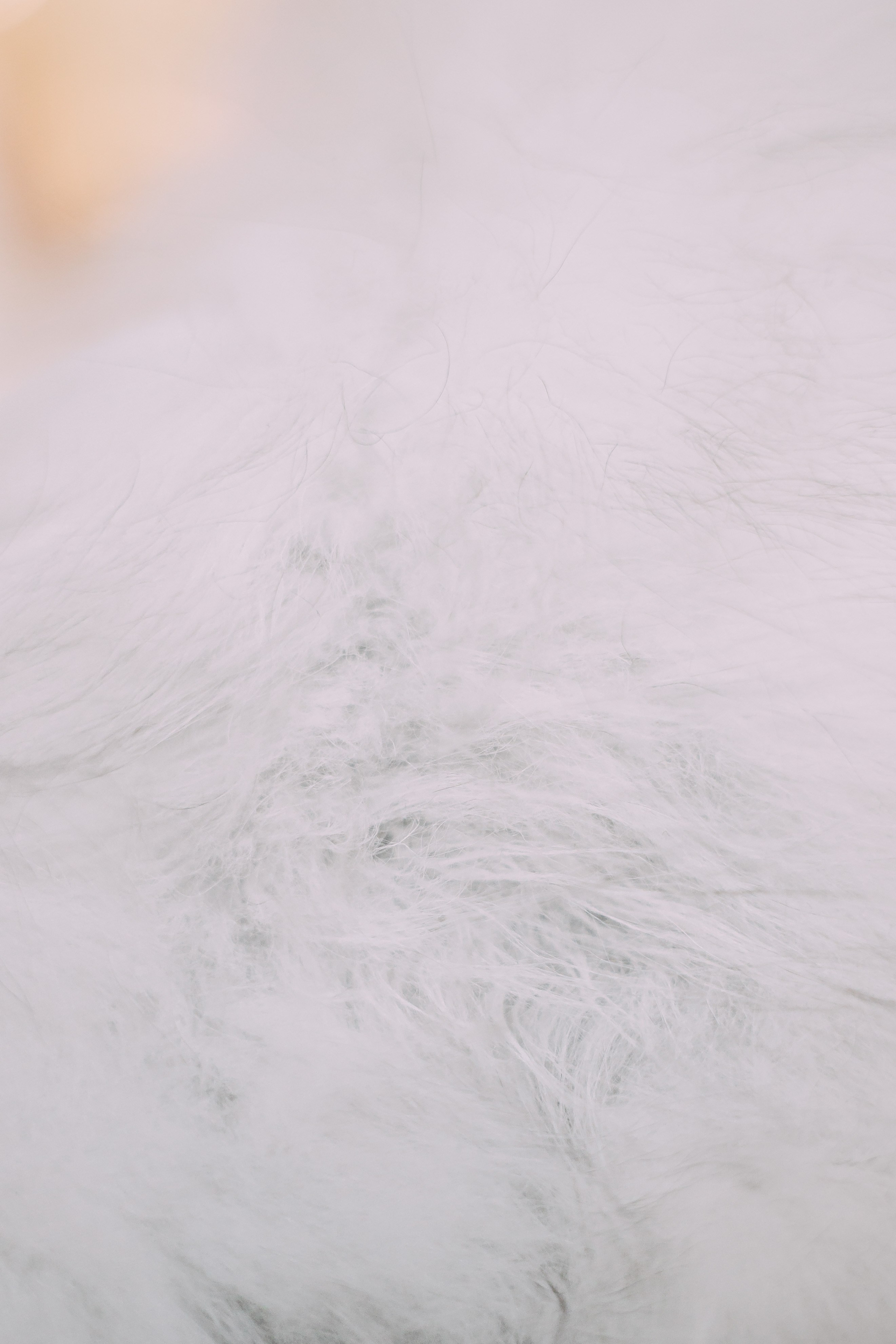 Султан, Мэй Мэй и Шанталь и их семья