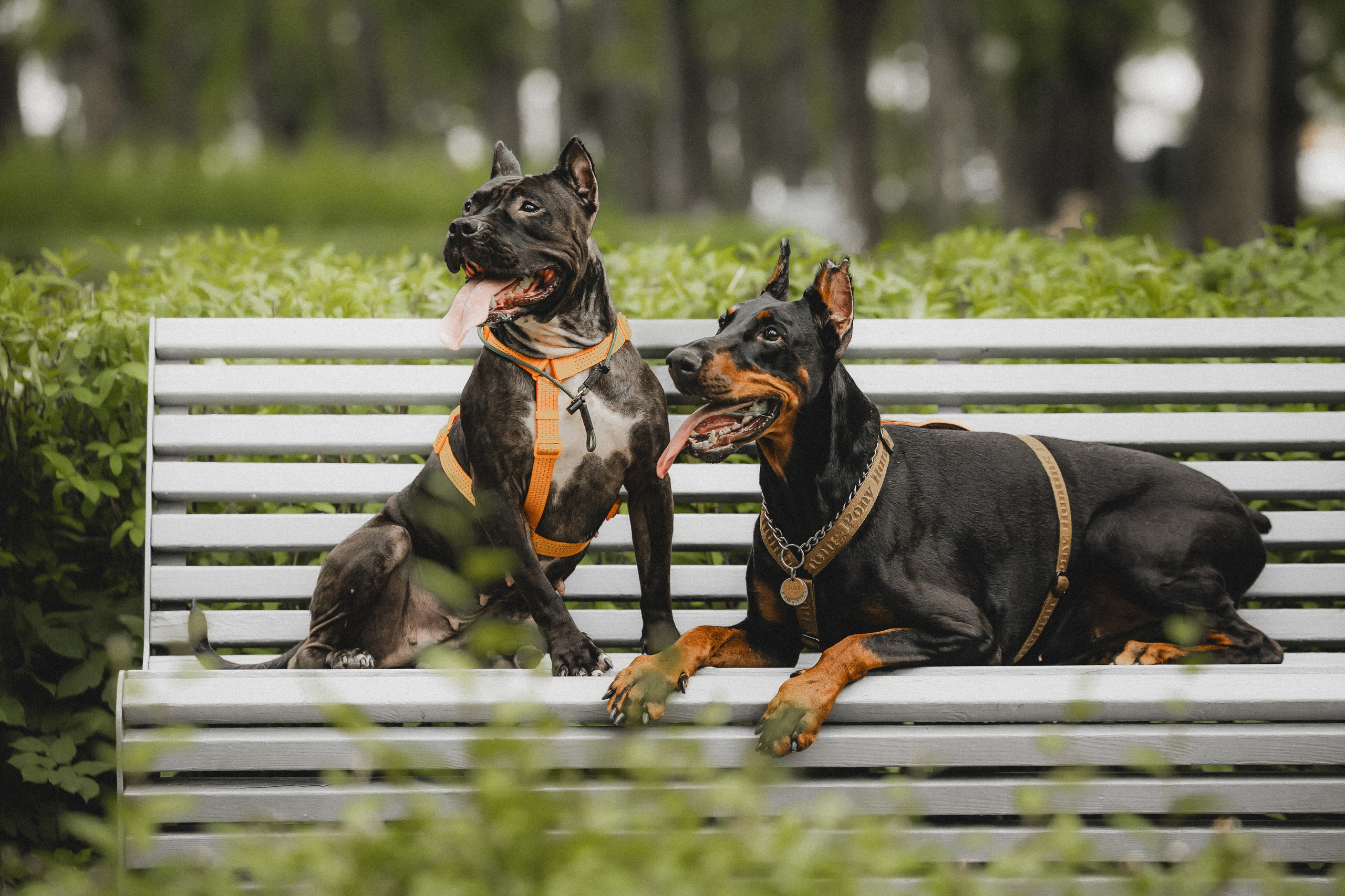 Паша, Хайди и Тея