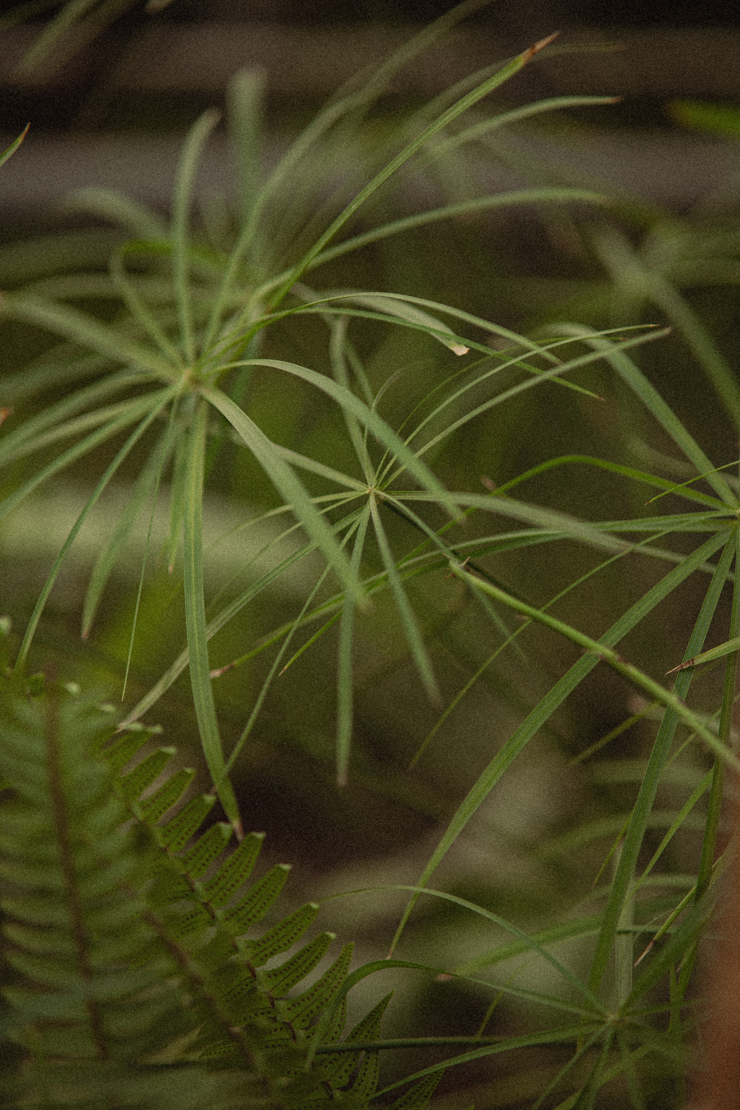 Ботанический сад. Фотограф Мария Зайчик
