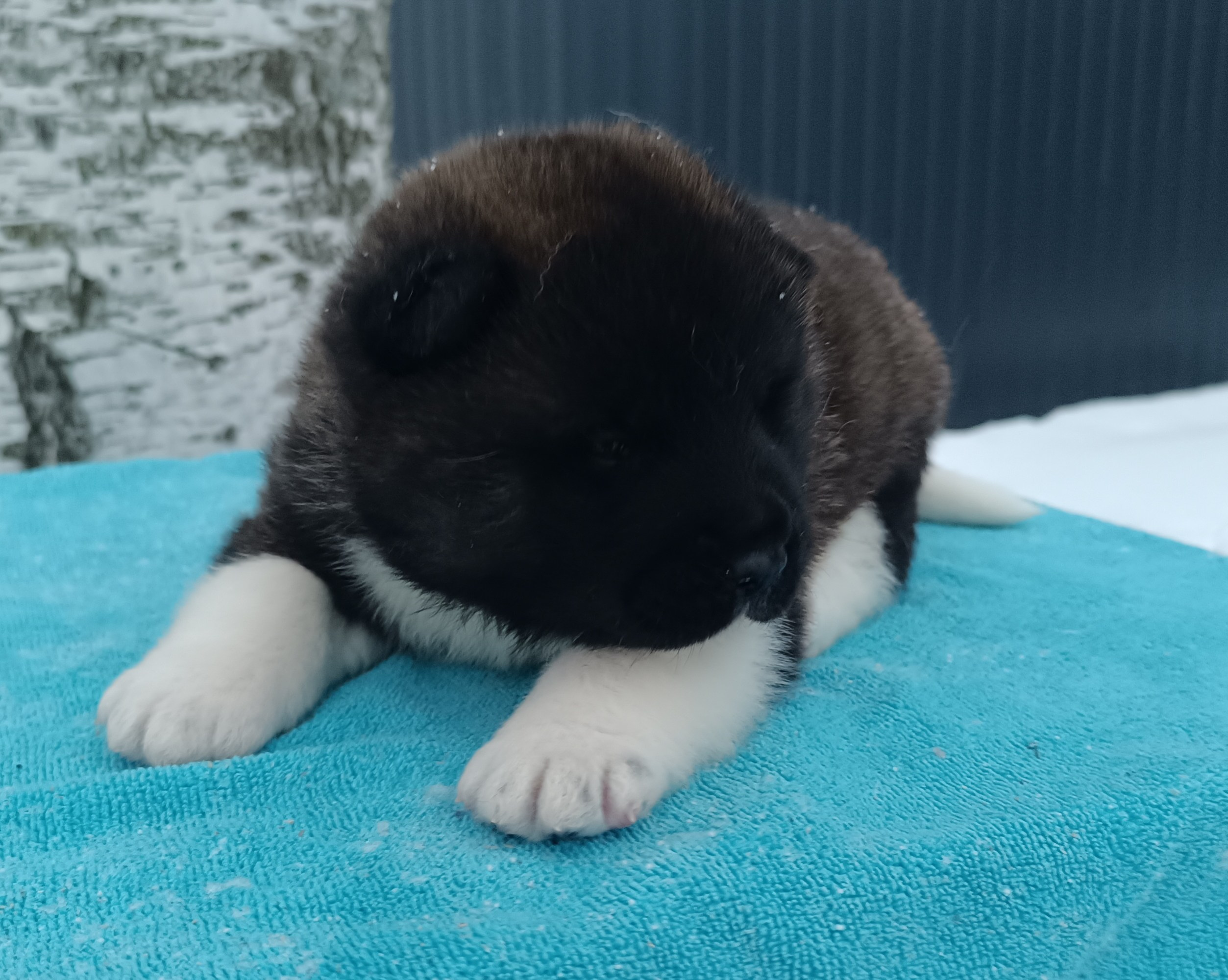 Американская акита  щенки питомник Санкт-Петербург клубные щенки Американская акита питомник RUBYLIGHT Рубилайт купить щенка американской акиты