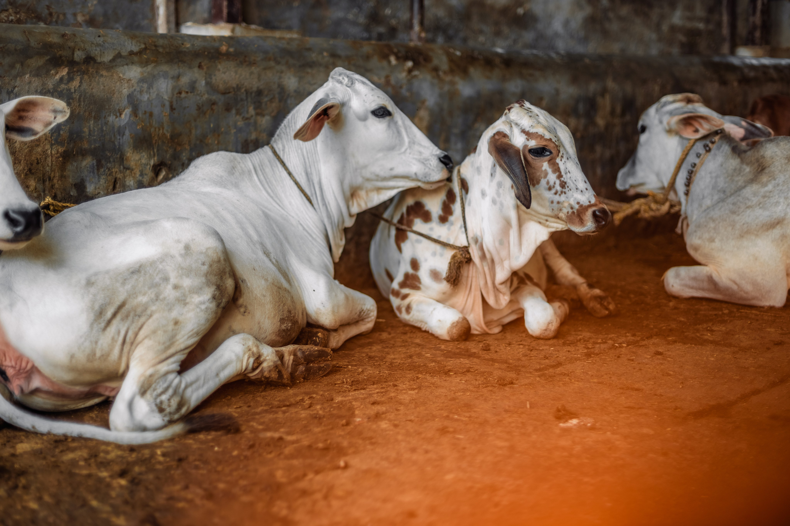 Devraha baba ji ashram life 2025. Mariam Bagdasaryan