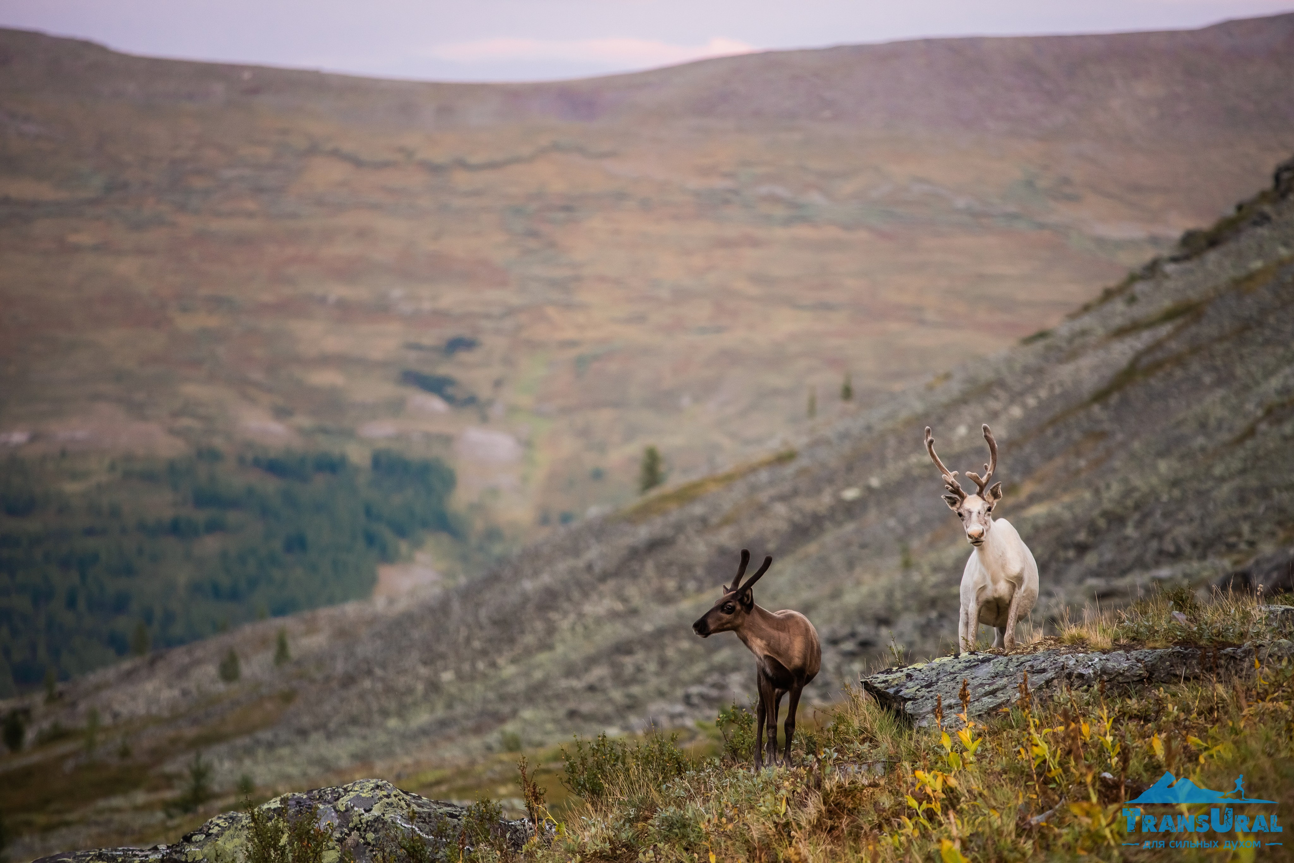 Полярный Урал. Авторские туры с профессиональным фотографом