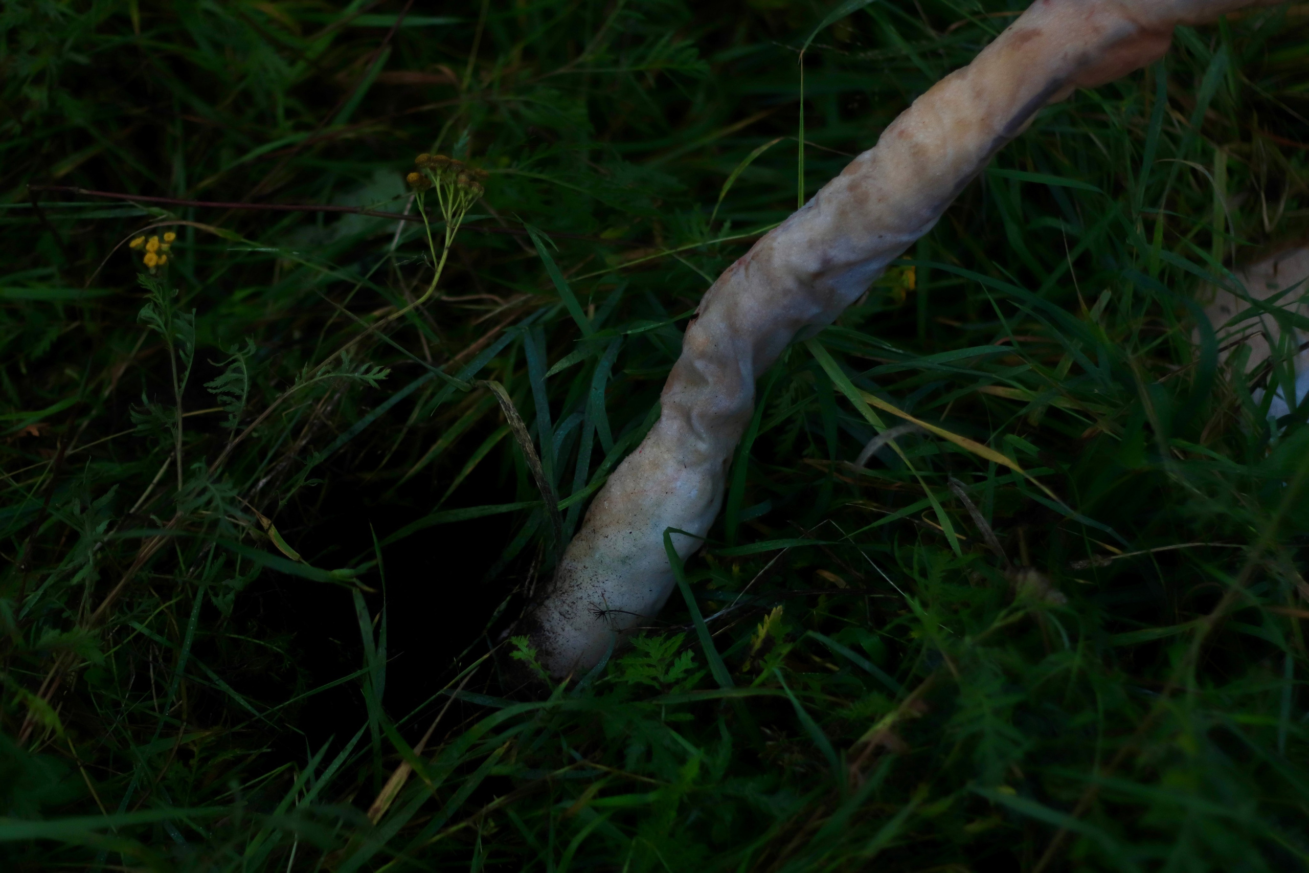 Эволюция непрерывно идет под знаком приспособления: инсталляция. Художница Софья Григорьева