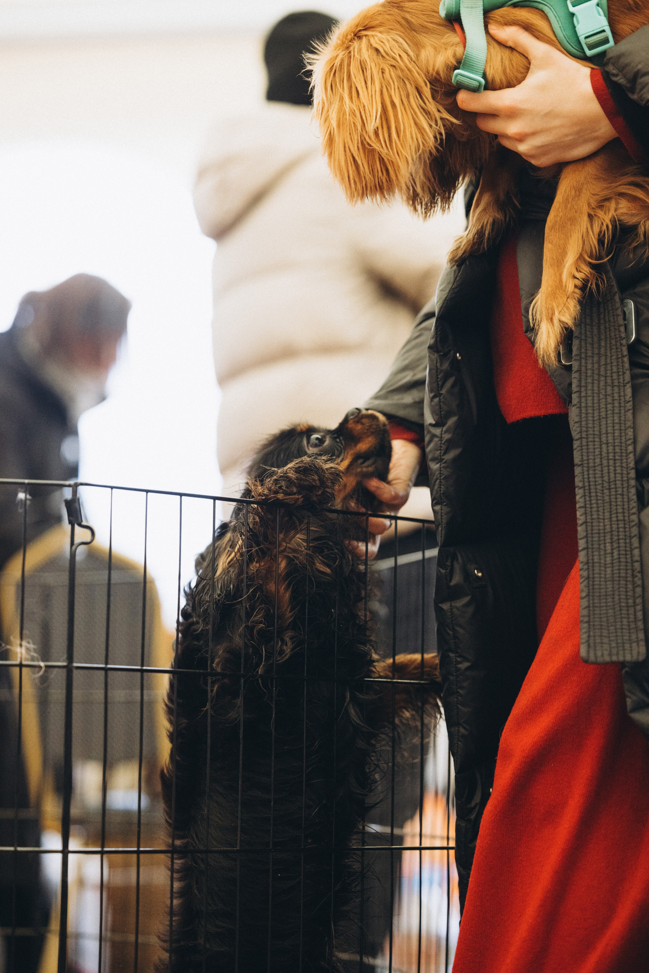 Встреча ККЧС. Фотограф анималист Осипчикова Мария