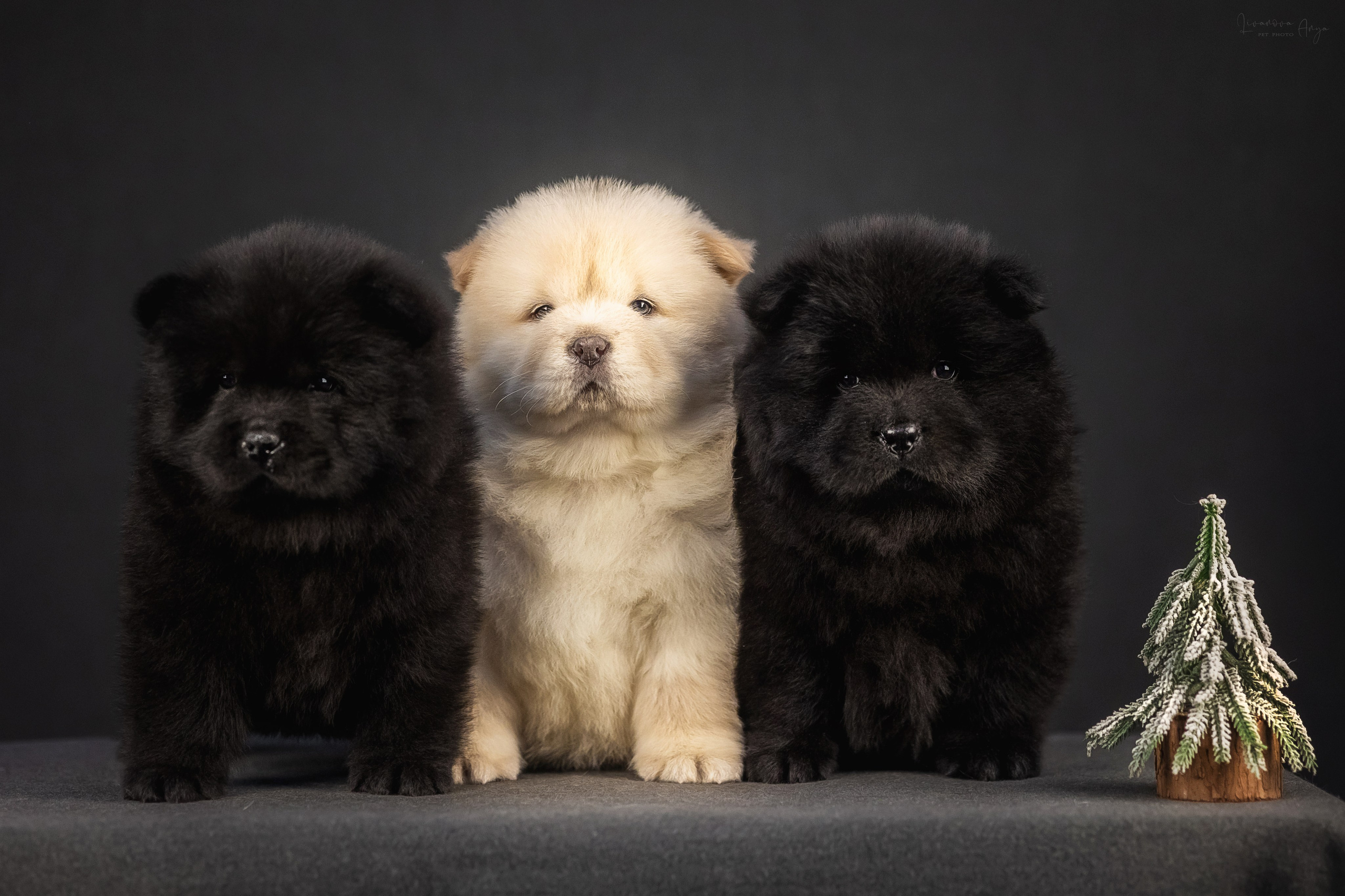 Чаушки. Фотограф анималист Аня Ливанова | Рыбинск