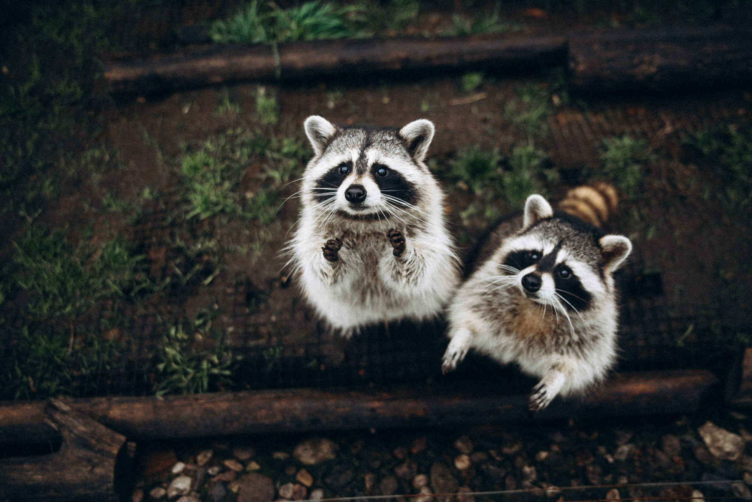 Диприз 🦌🌿🦝. Anita_photo