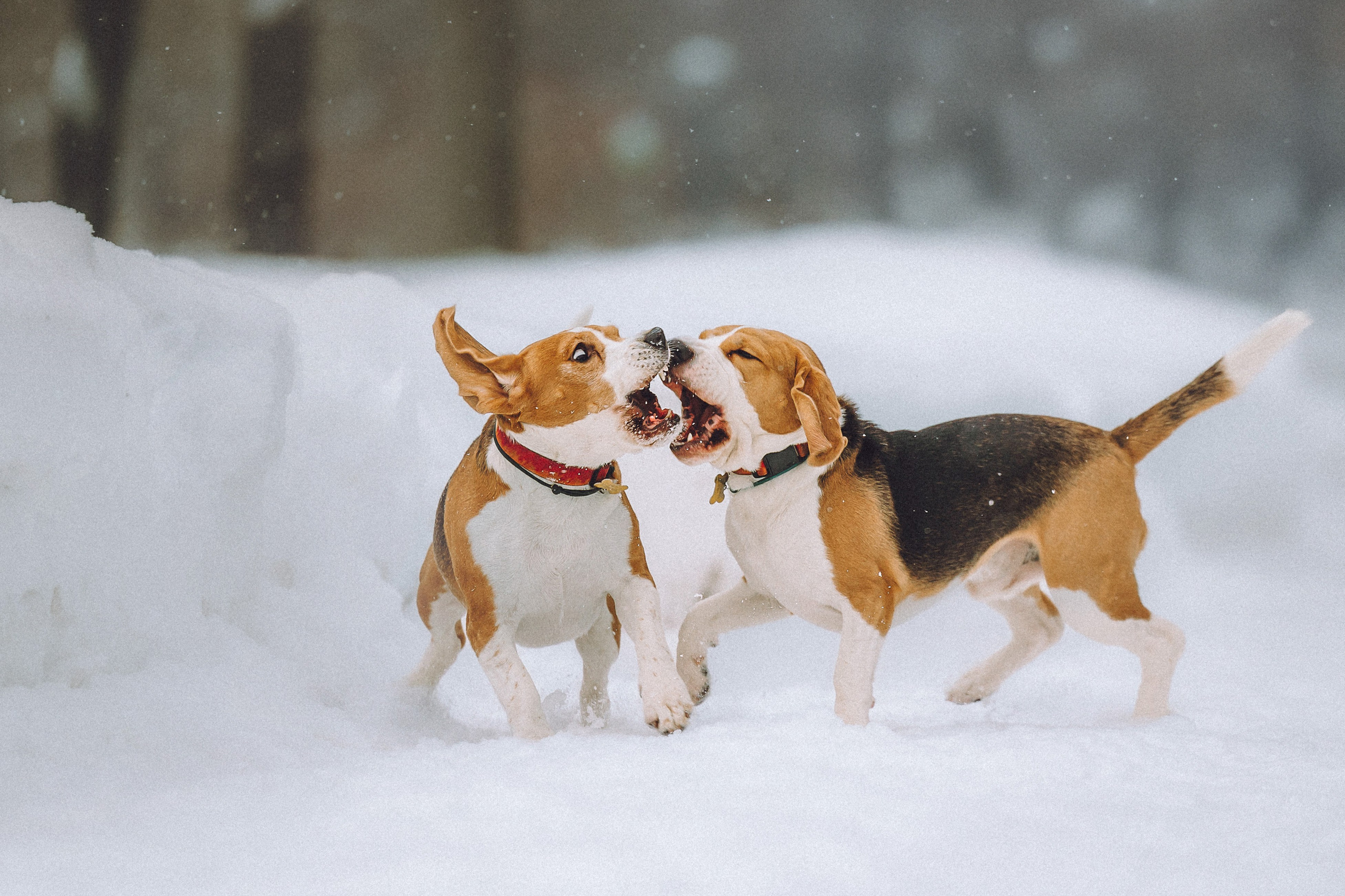 Роман, Портер и Коррес