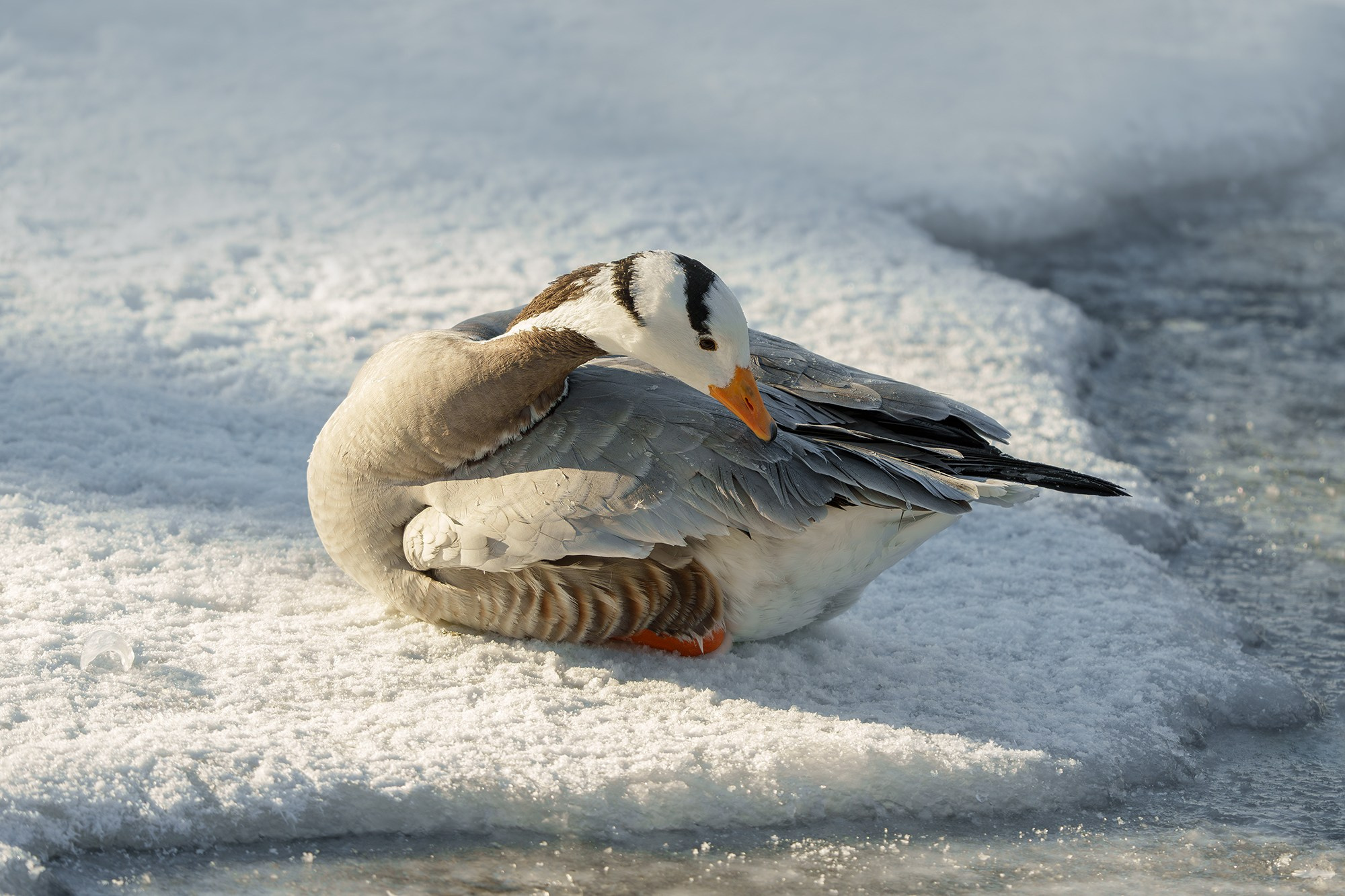 Удивительные мир птиц. Вокруг нас столько прекрасного — присмотритесь!. Ваш личный фотограф Марина Волкова