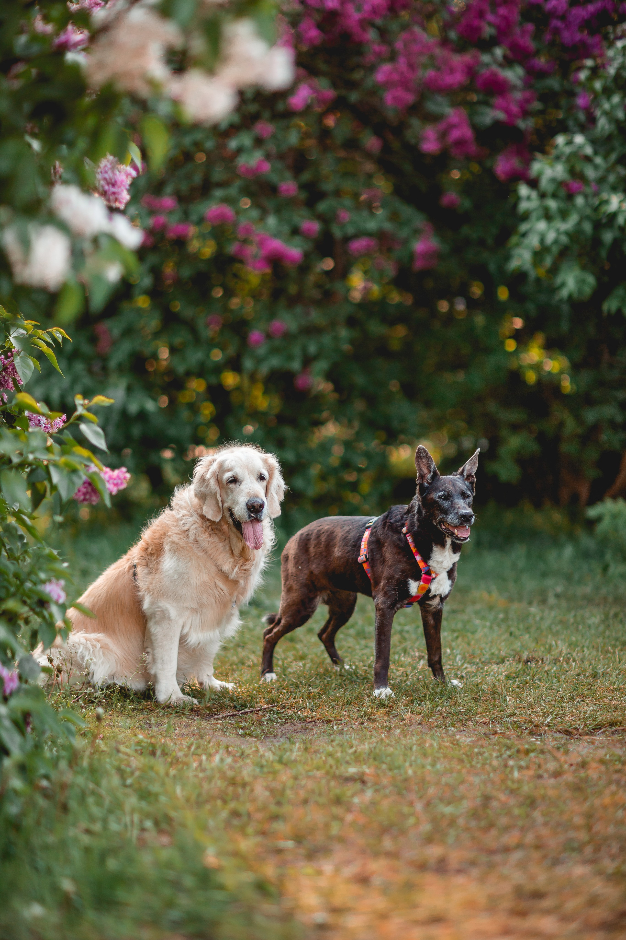 Ира, Альма и Белла. Семейный фотограф анималист Мария Крючкова