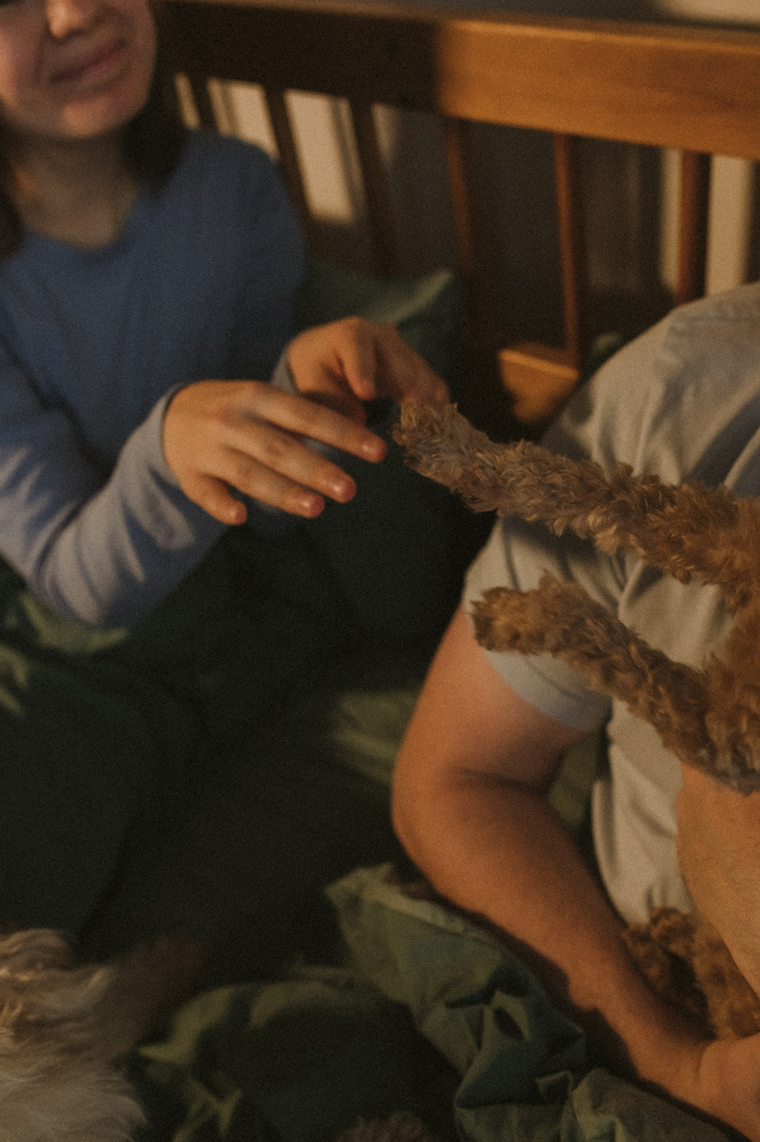 Ання и её кудрявая команда. Фотограф анималист в Москве Ольга Агушева