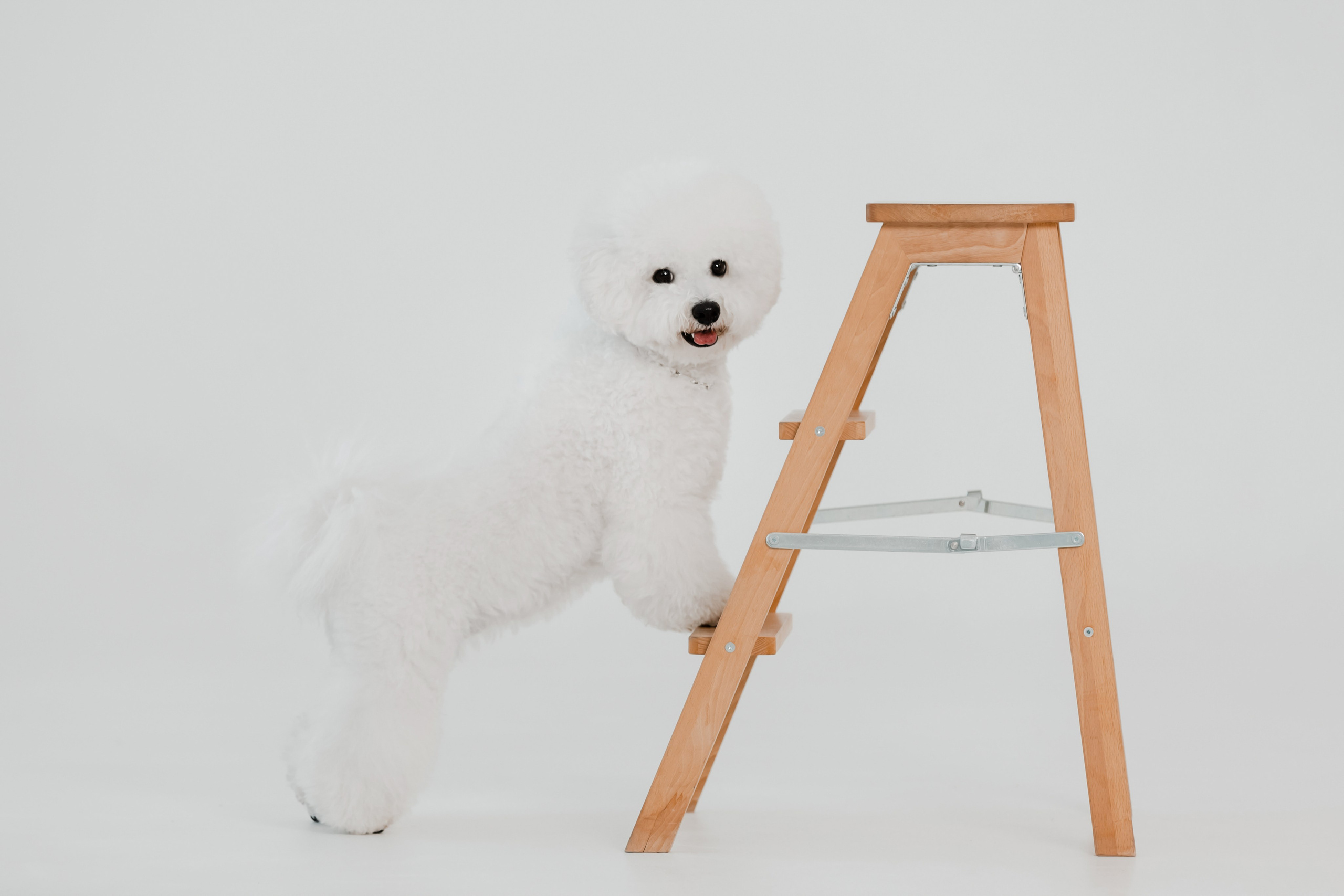 Бишон-фризе. Фотограф-анималист в Краснодаре Маша Мельникова