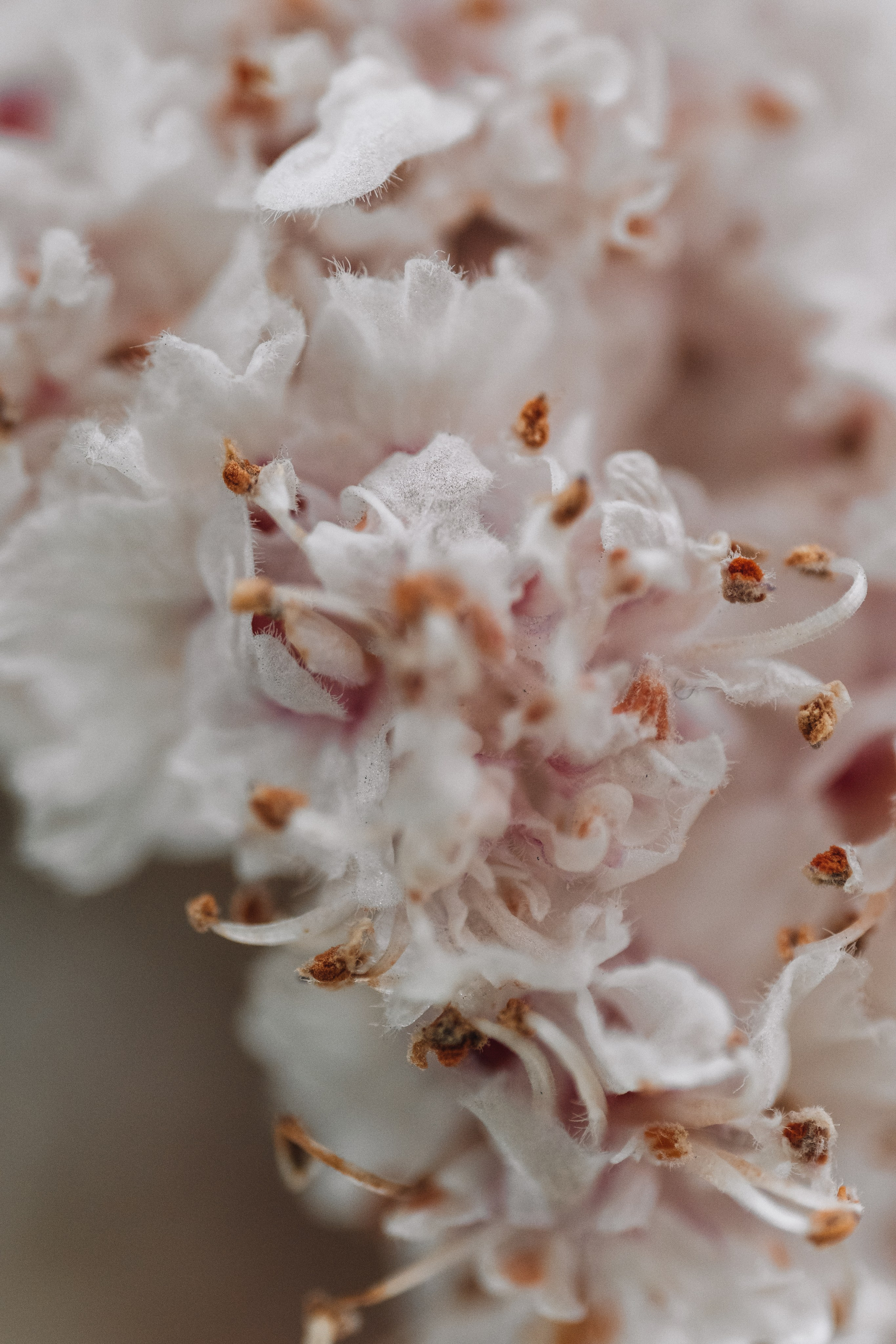 Macro. Фотограф на Юге России