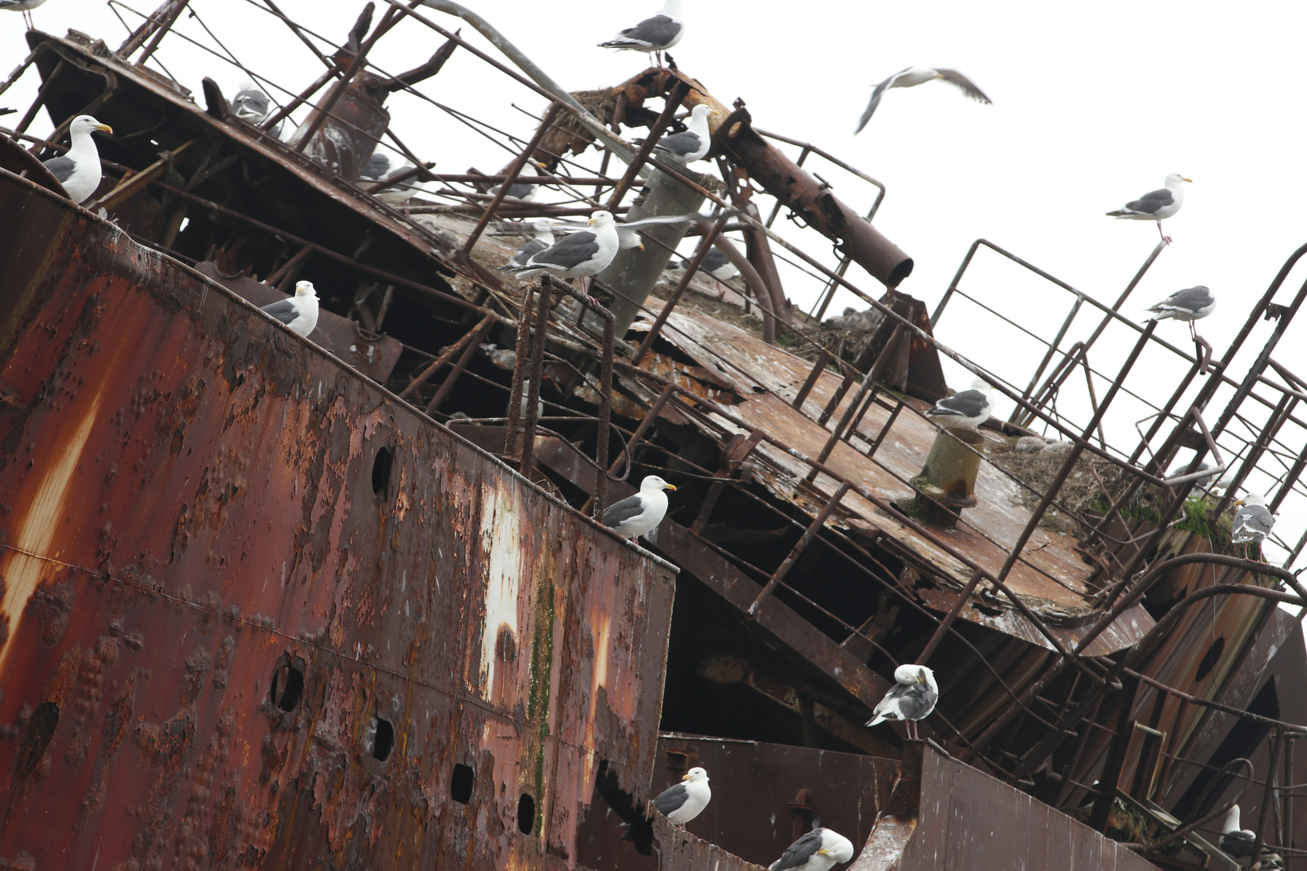 Камчатка и о. Парамушир. Июль 2024. Путешественник-фотограф из Санкт-Петербурга Татьяна Свистулина