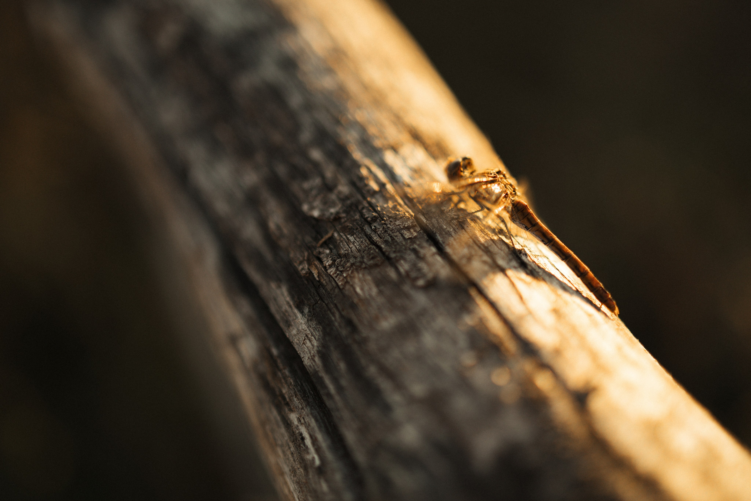 Летний вечер. Семейный лайфстайл фотограф в г. Липецк