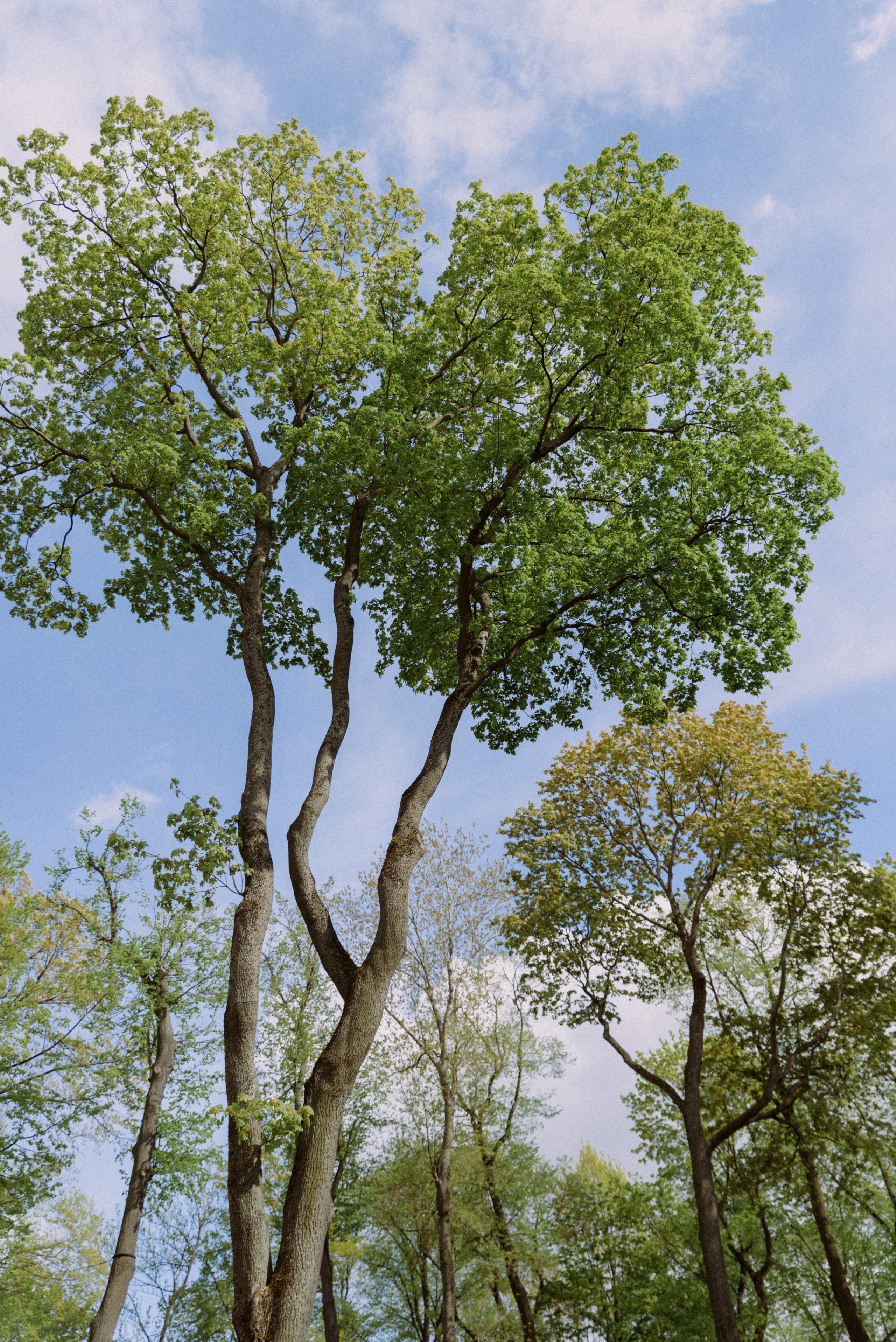 Оля+Дима. Фотограф в Санкт-Петербурге Юлия Стехова