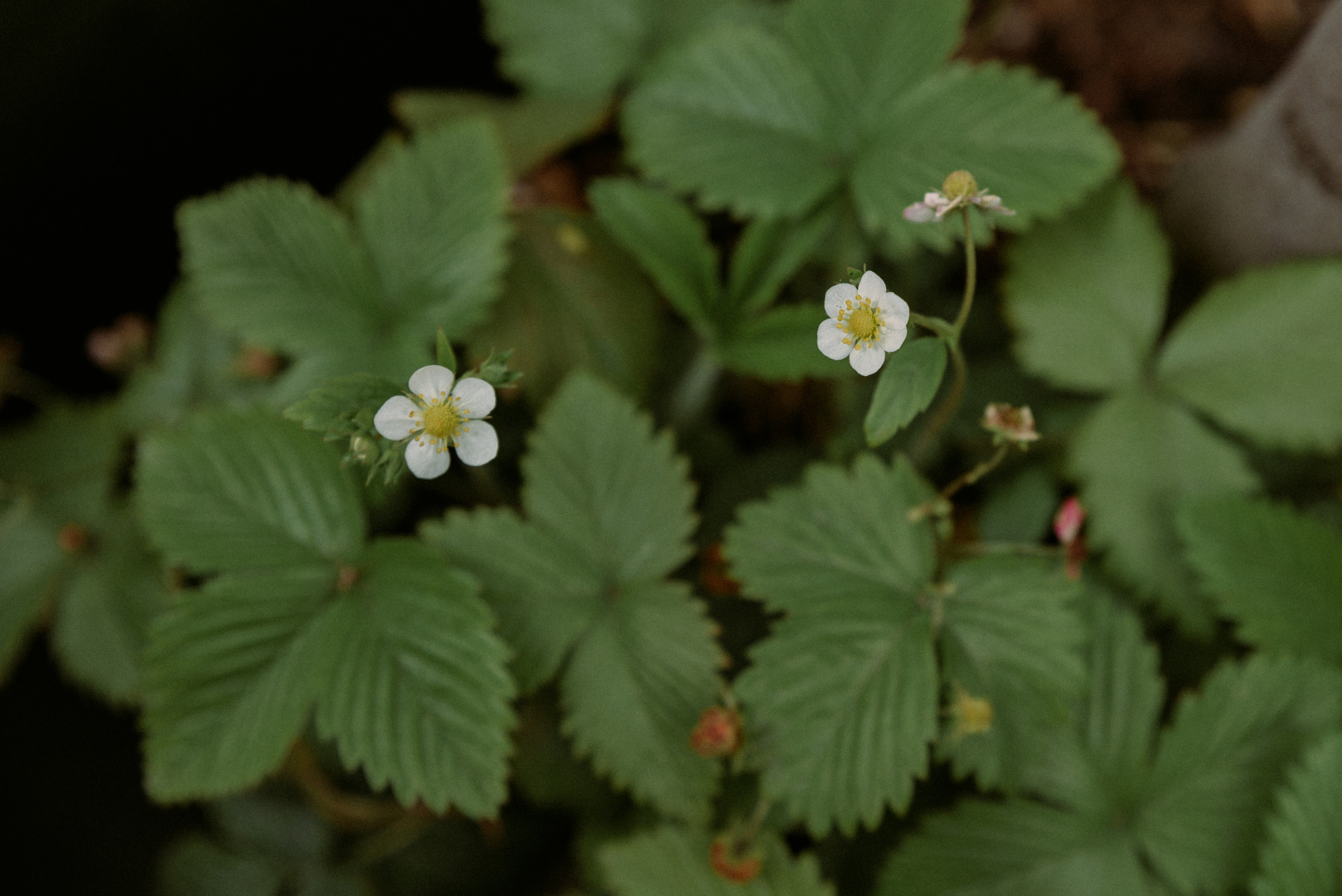 Оля+Дима. Фотограф в Санкт-Петербурге Юлия Стехова